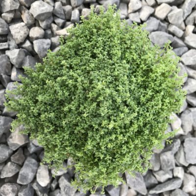 Arenaria balearica - Corsican Sandwort (3.5" Pot)