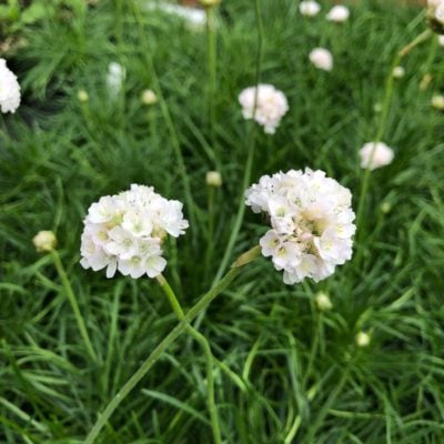Armeria maritima 'Alba' - Common Thrift (4" Pot)