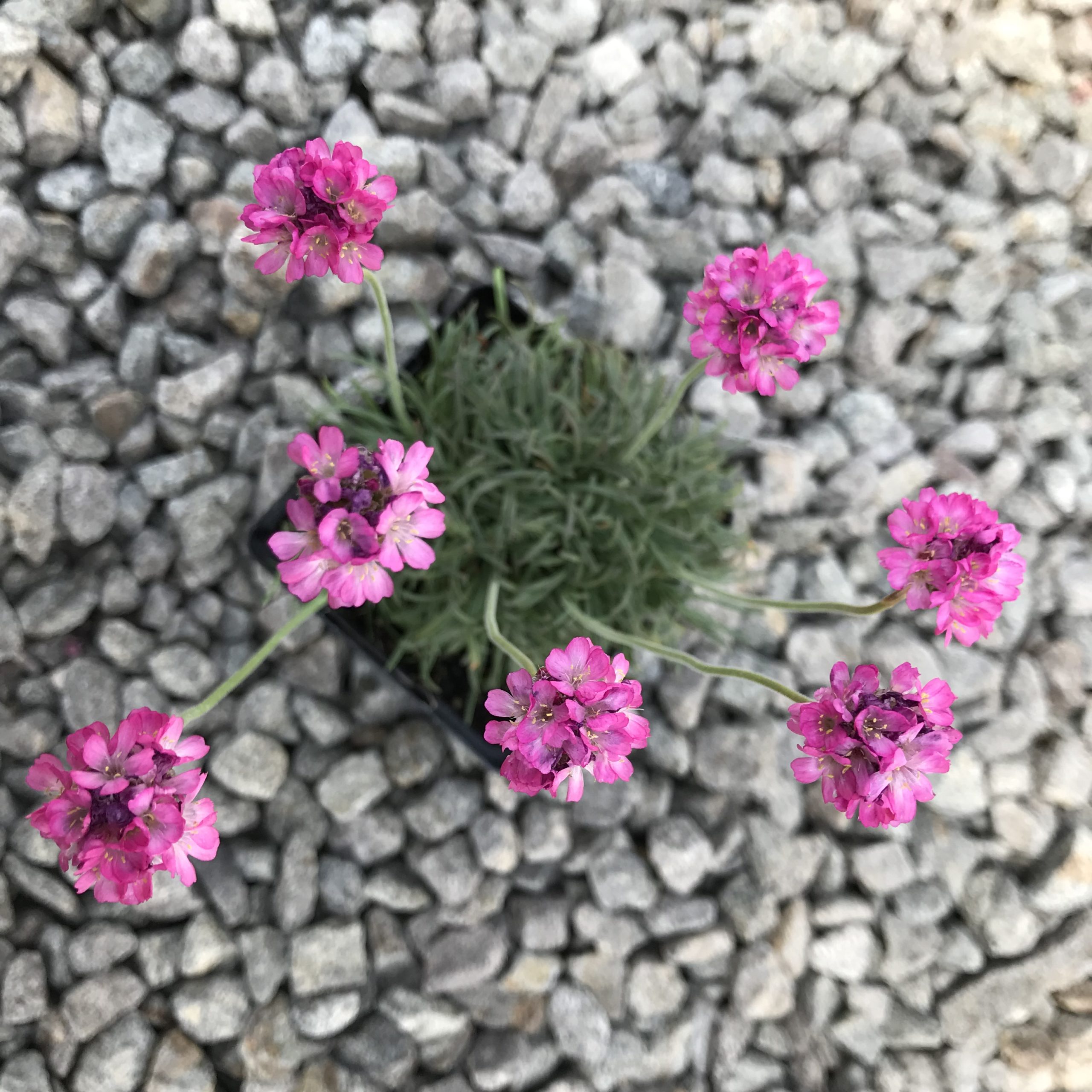 Armeria maritima 'Rubrifolia' - Sea Thrift (3.5" Pot) - Image 3