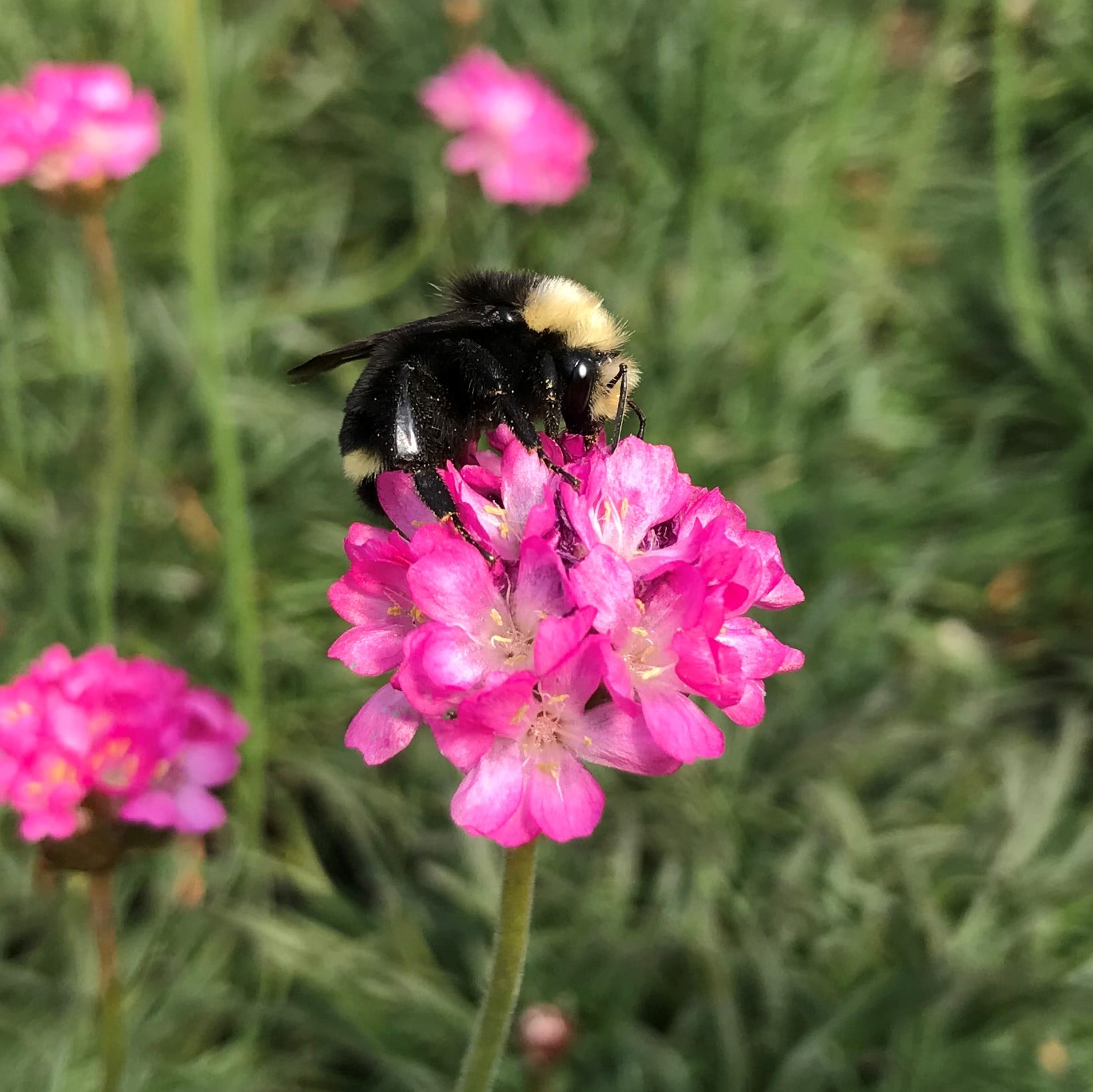 Armeria maritima 'Rubrifolia' - Sea Thrift (3.5" Pot) - Image 2