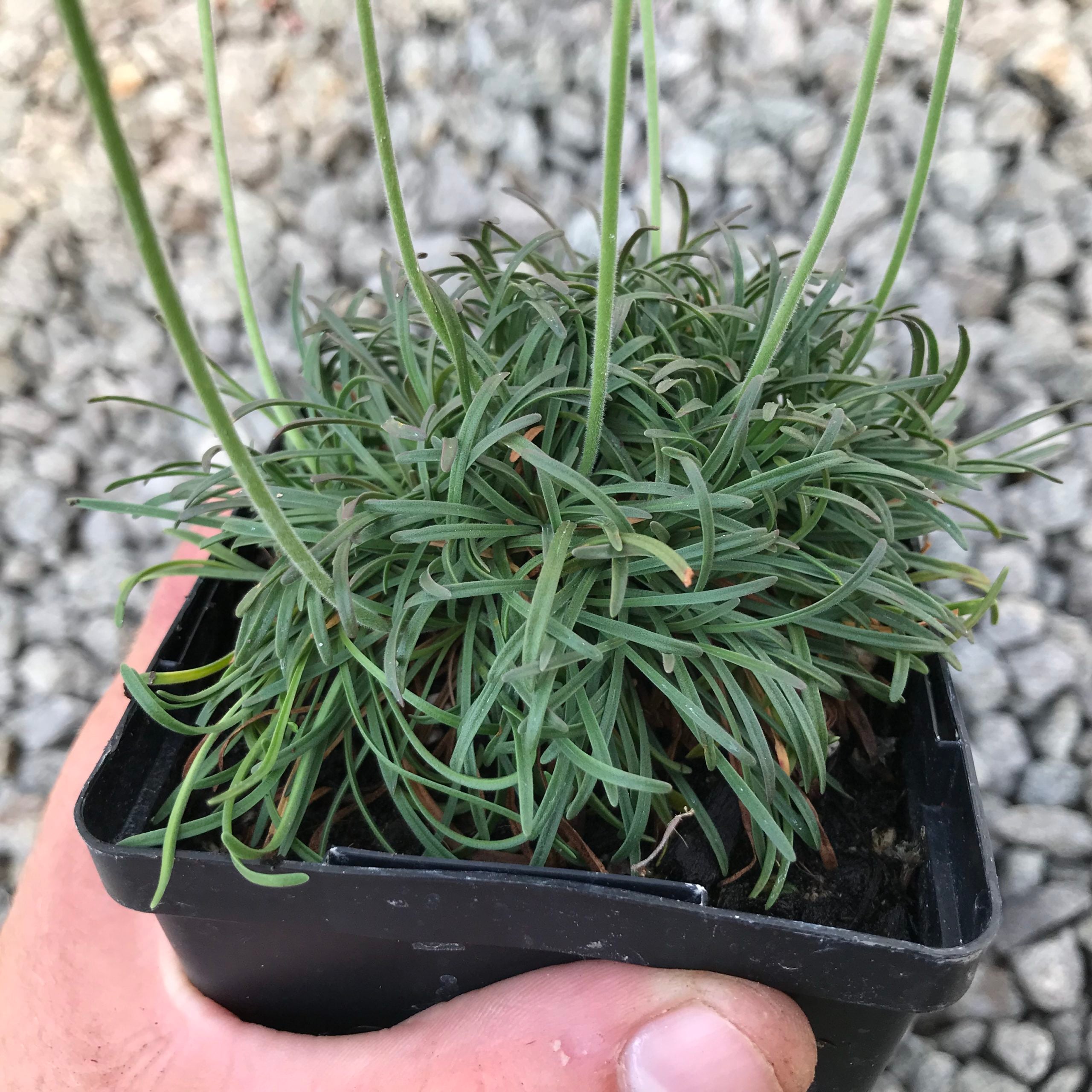 Armeria maritima 'Rubrifolia' - Sea Thrift (3.5" Pot) - Image 6