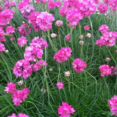Armeria maritima 'Splendens' - Common Thrift (4" Pot)