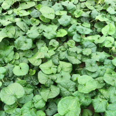 Asarum caudatum - Wild Ginger (3.5" Pot)
