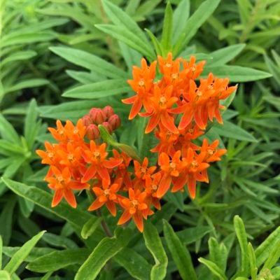 Asclepias tuberosa - Butterfly Weed (4" pot)
