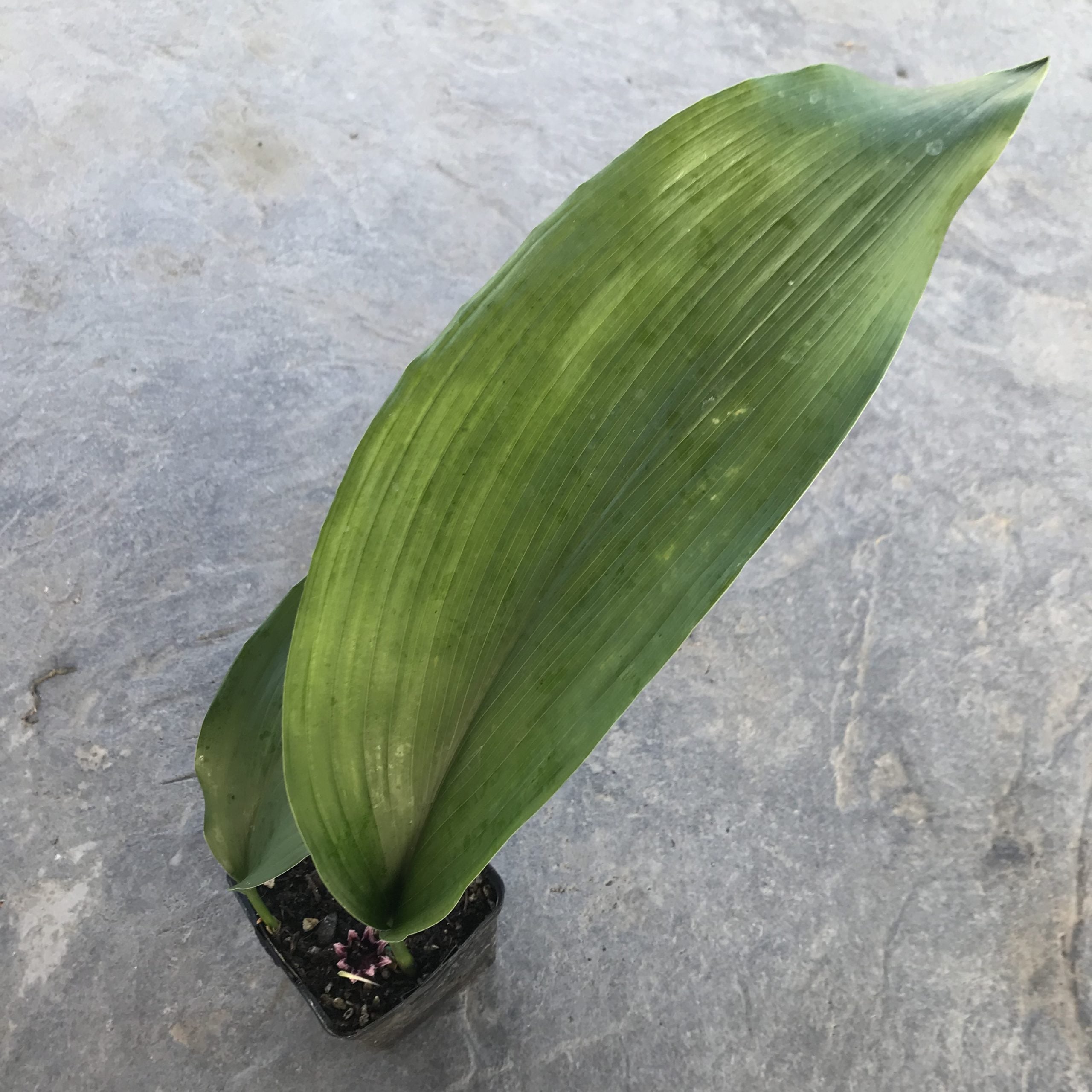Aspidistra elatior - Cast Iron Plant (4.5" Pot) - Image 4