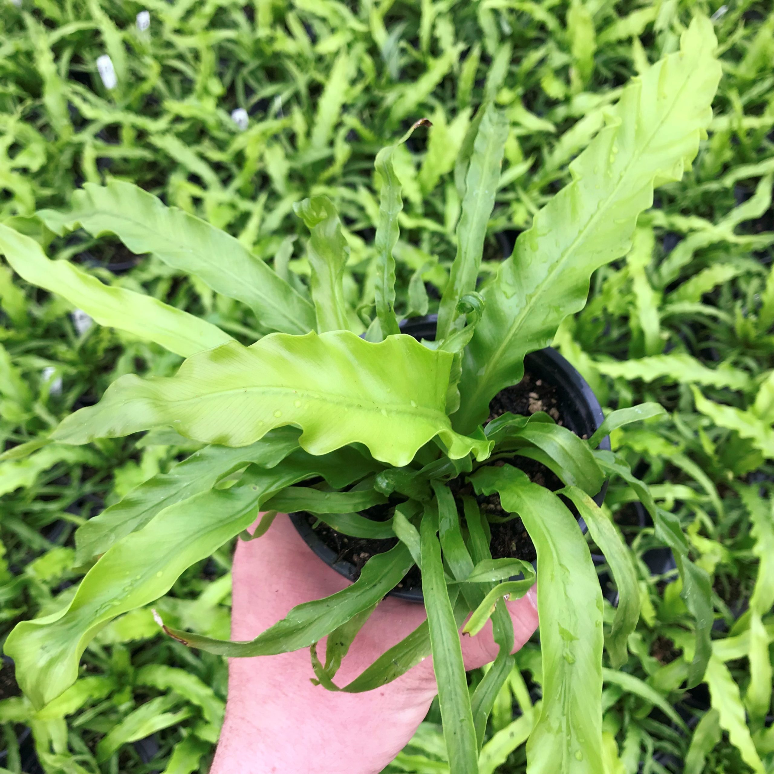Asplenium antiquum 'Victoria' - Japanese Bird's Nest Fern (4.5" Pot) - Image 4