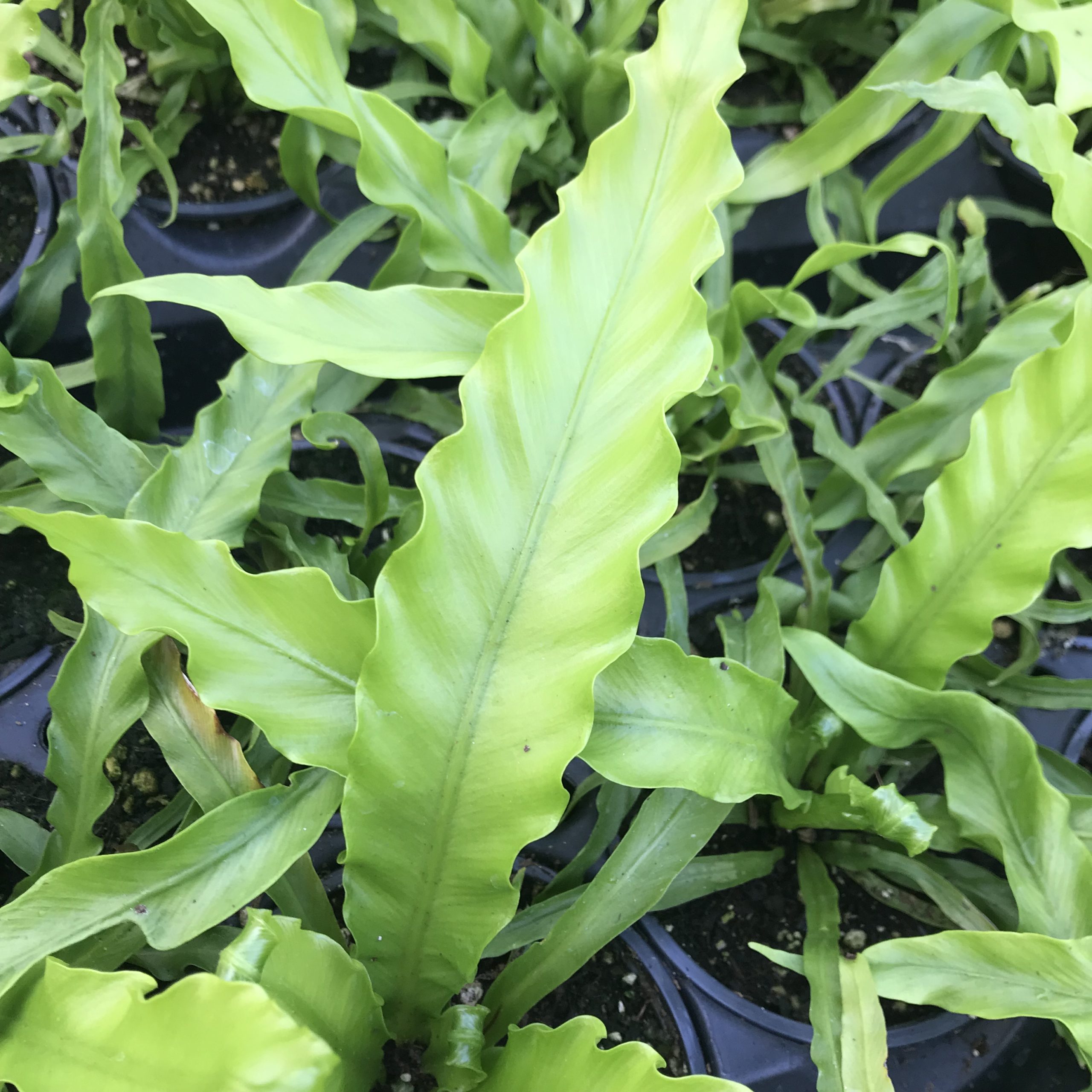 Asplenium antiquum 'Victoria' - Japanese Bird's Nest Fern (4.5" Pot) - Image 5