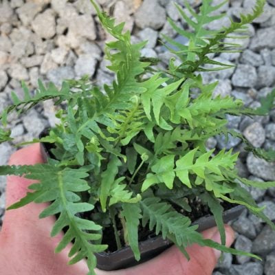 Asplenium ebenoides - Dragon's Tail Fern (3.5" Pot)