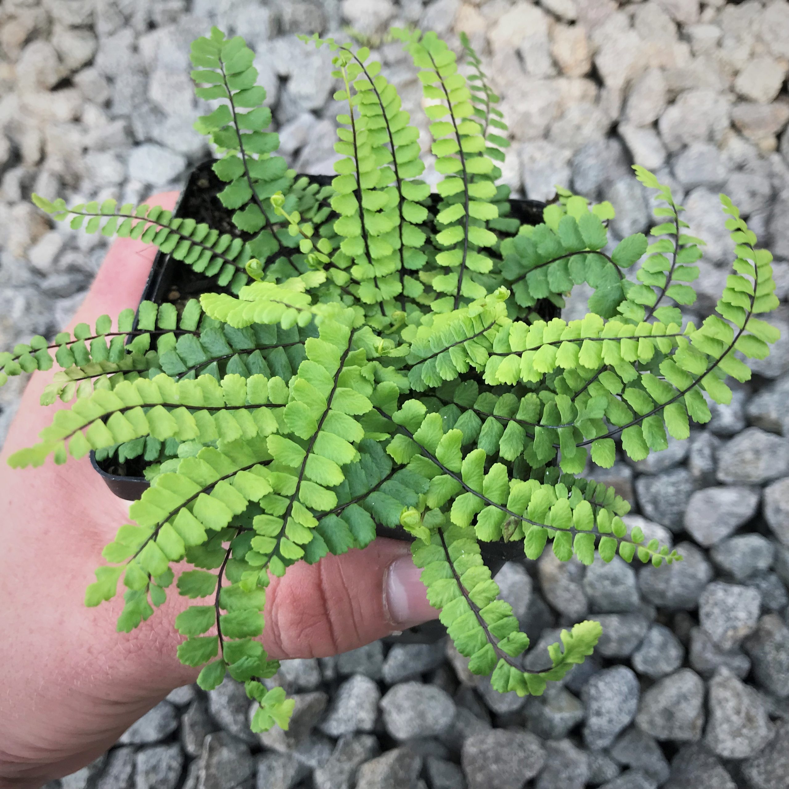 Asplenium trichomanes - Maidenhair Spleenwort (3.5" Pot) - Image 3