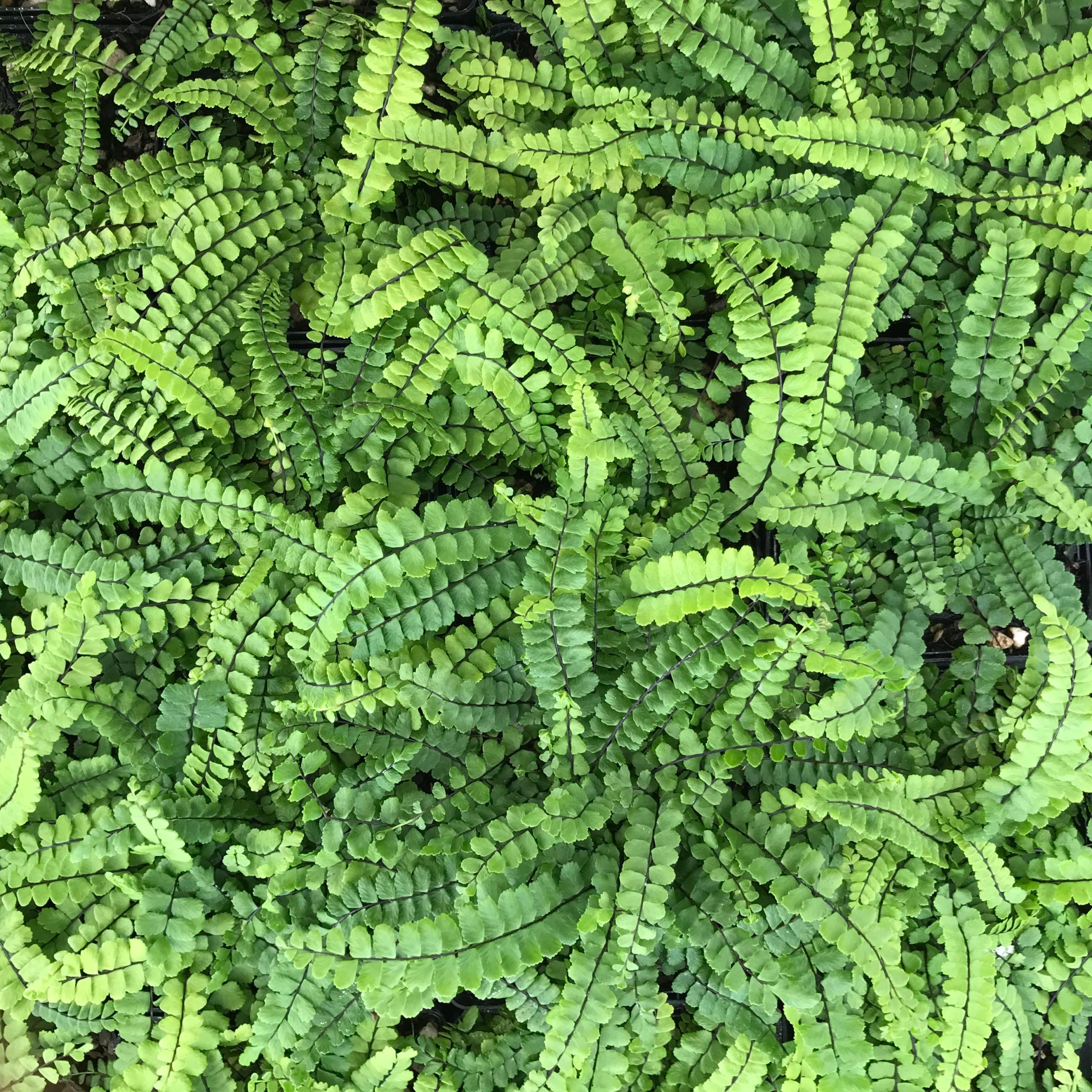Asplenium trichomanes - Maidenhair Spleenwort (3.5" Pot) - Image 4