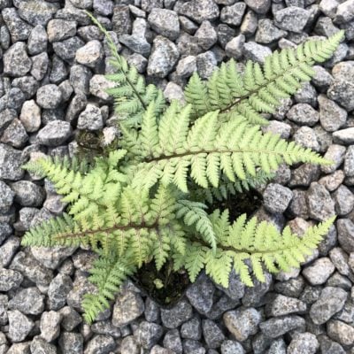 Athyrium x 'Ghost' - Ghost Fern (3.5" Pot)