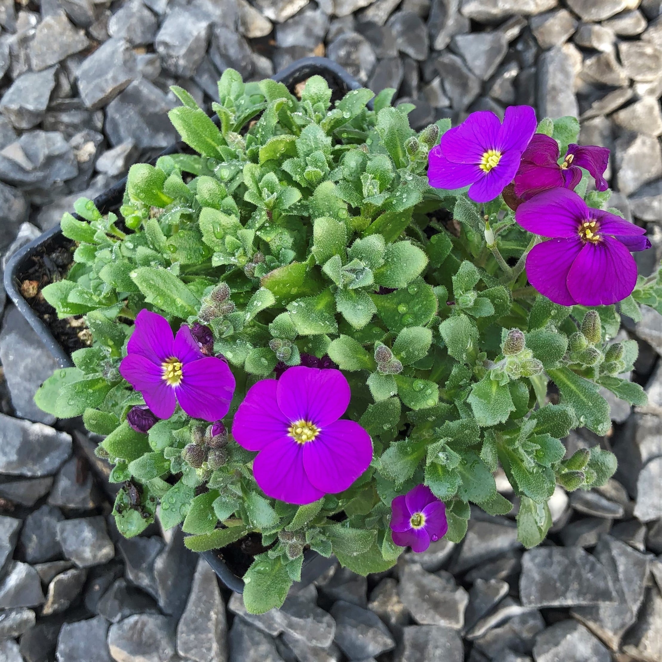 Aubrieta 'Audrey Purple Shades' - Rock Cress (4" Pot) - Image 4
