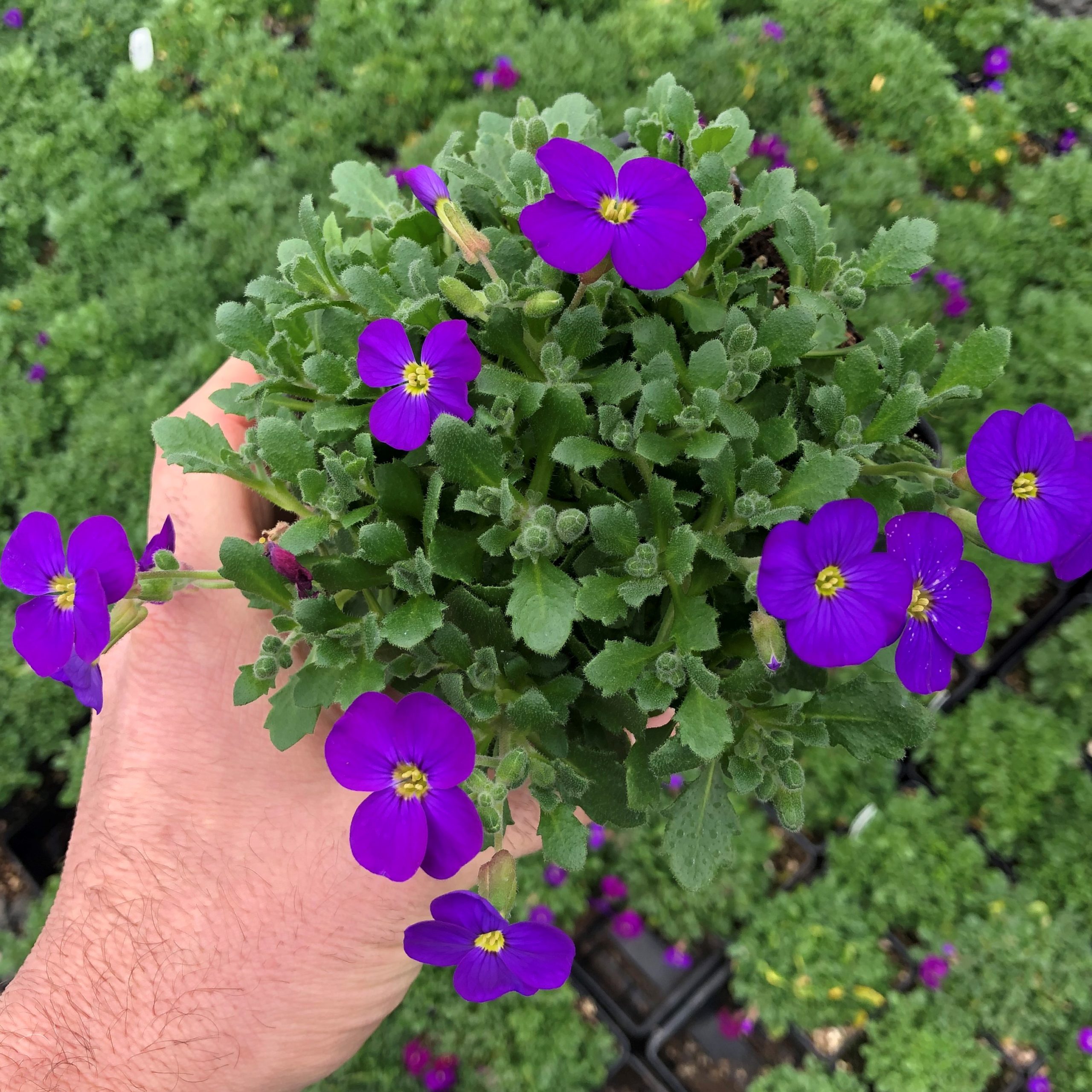 Aubrieta 'Audrey Purple Shades' - Rock Cress (4" Pot) - Image 3