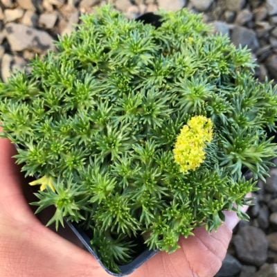 Azorella trifurcata 'Nana' - Cushion Bolax (3.5" Pot)