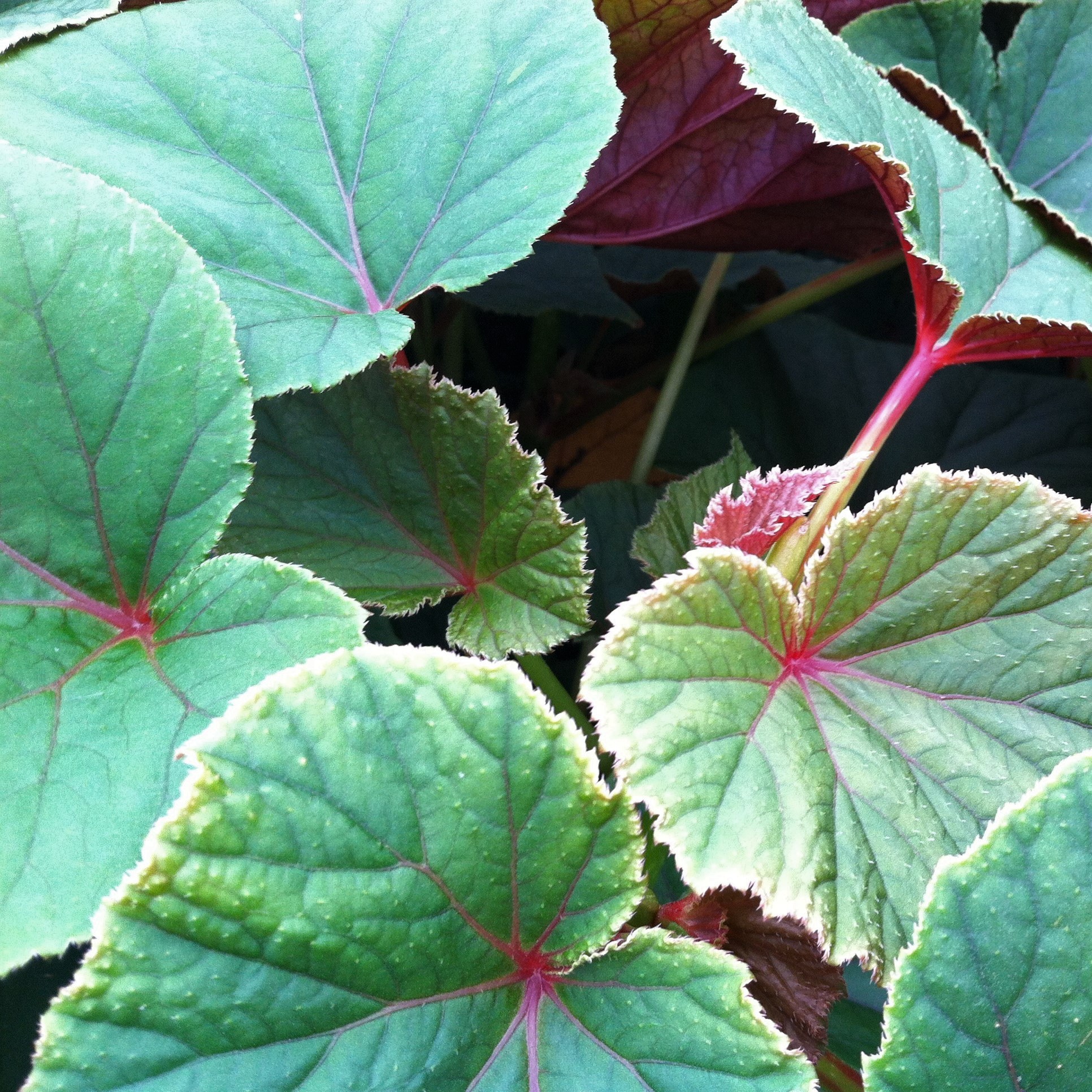 Begonia grandis - Hardy Begonia (4.5" Pot) - Image 5