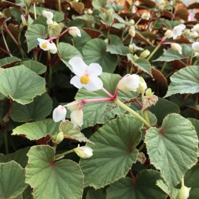Begonia grandis 'Alba' - Hardy White Begonia (4.5" Pot)