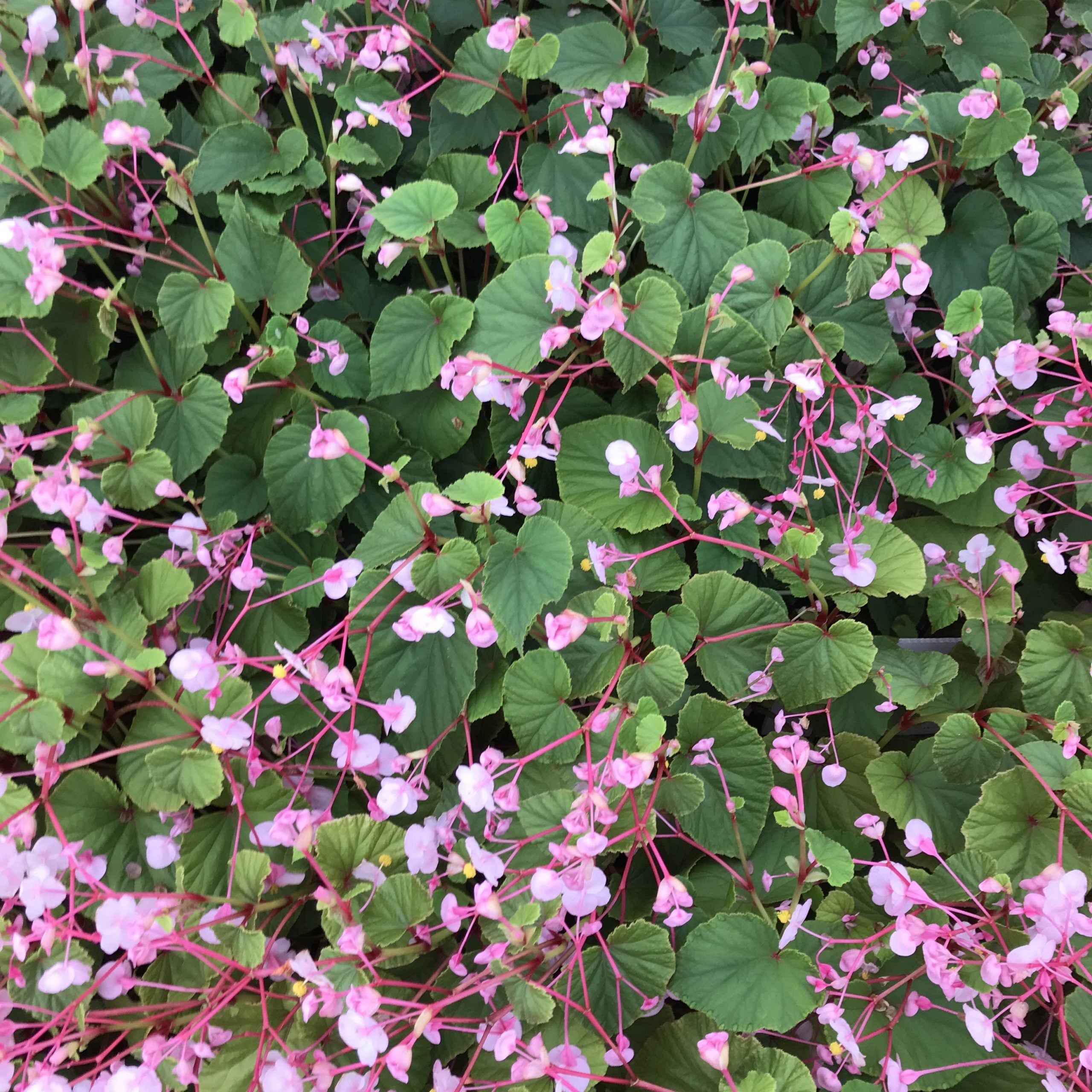 Begonia grandis - Hardy Begonia (4.5" Pot) - Image 8