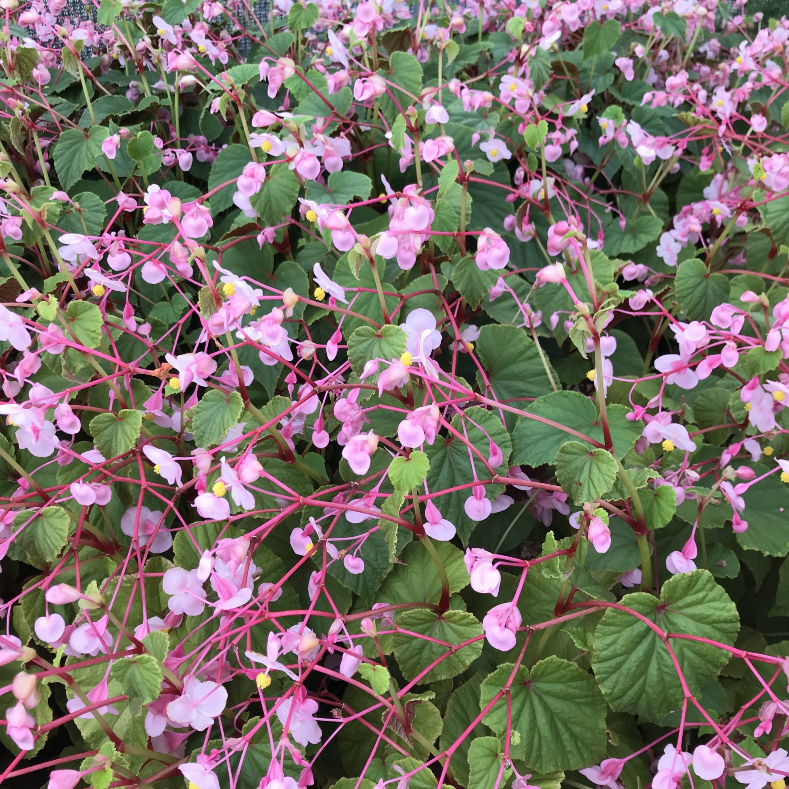 Begonia grandis - Hardy Begonia (4.5" Pot) - Image 7