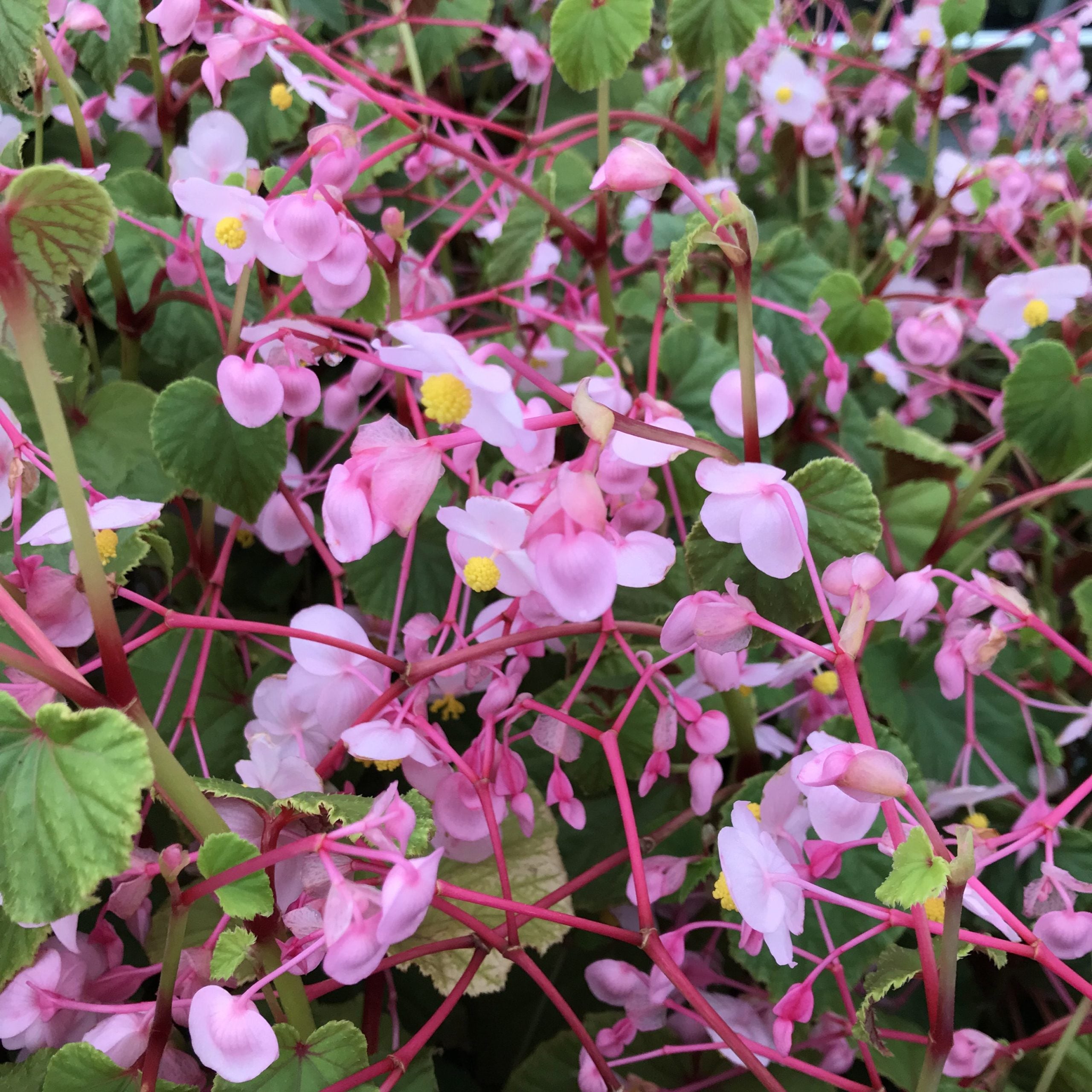 Begonia grandis - Hardy Begonia (4.5" Pot) - Image 6