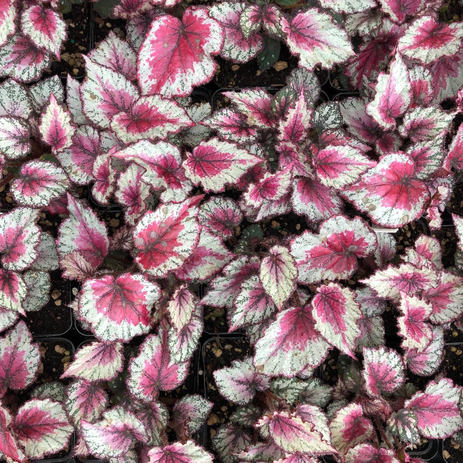 Begonia rex 'Ideal Red Heart' (4.5" Pot) - Image 2