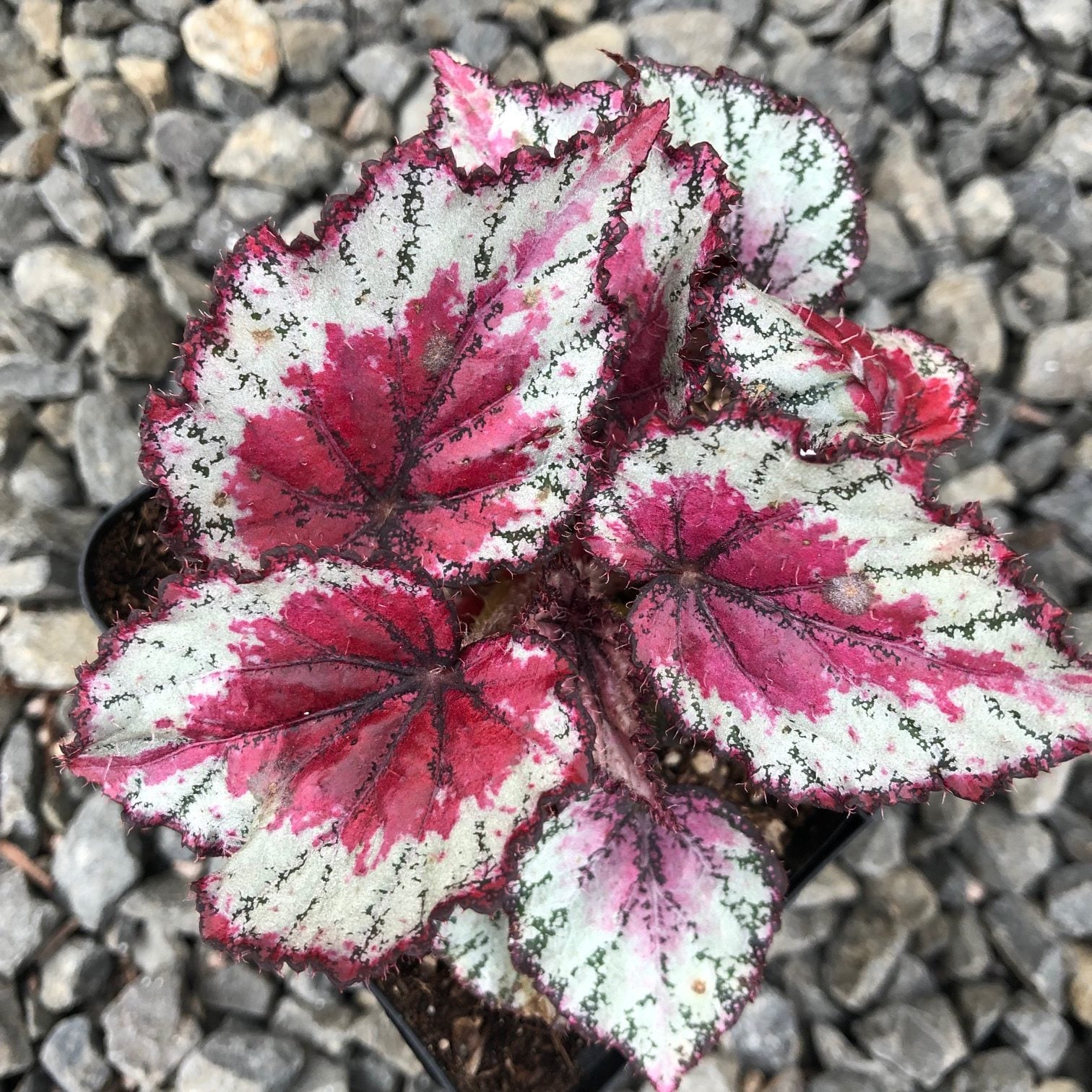 Begonia rex 'Ideal Red Heart' (4.5" Pot)