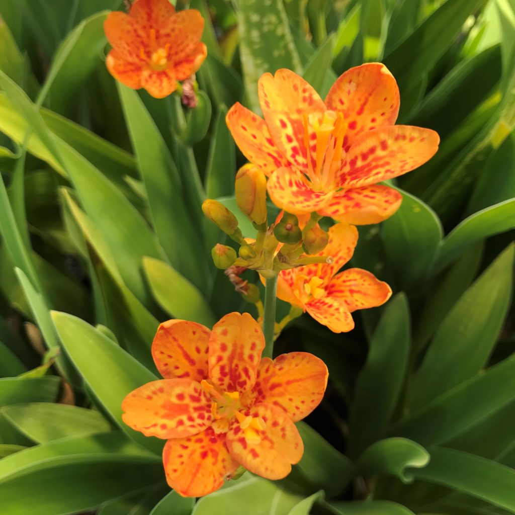Belamcanda chinensis 'Freckle Face' - Blackberry Lily (4.5