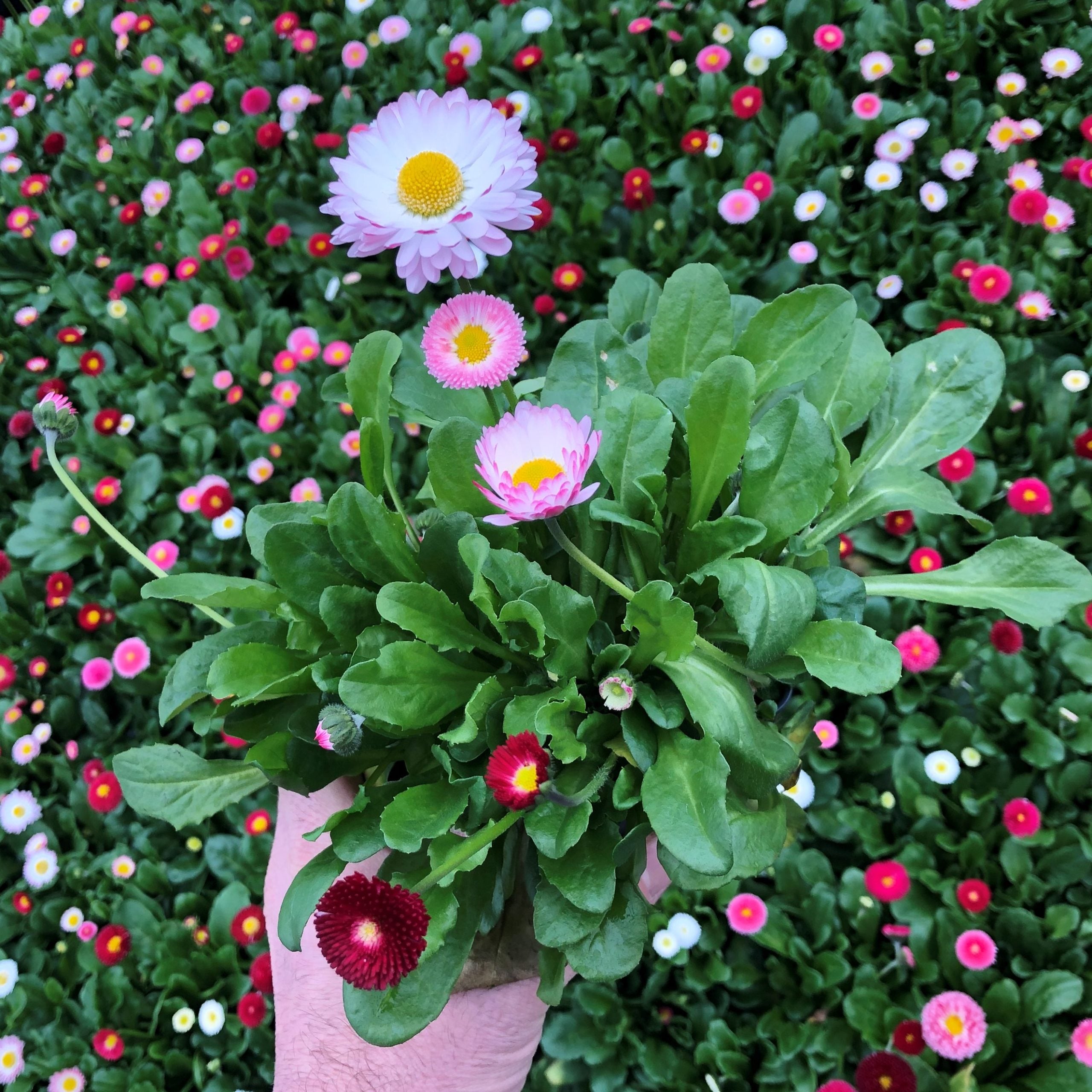 Bellis perennis 'Pomponette Mix' - English Daisy (4" Pot)