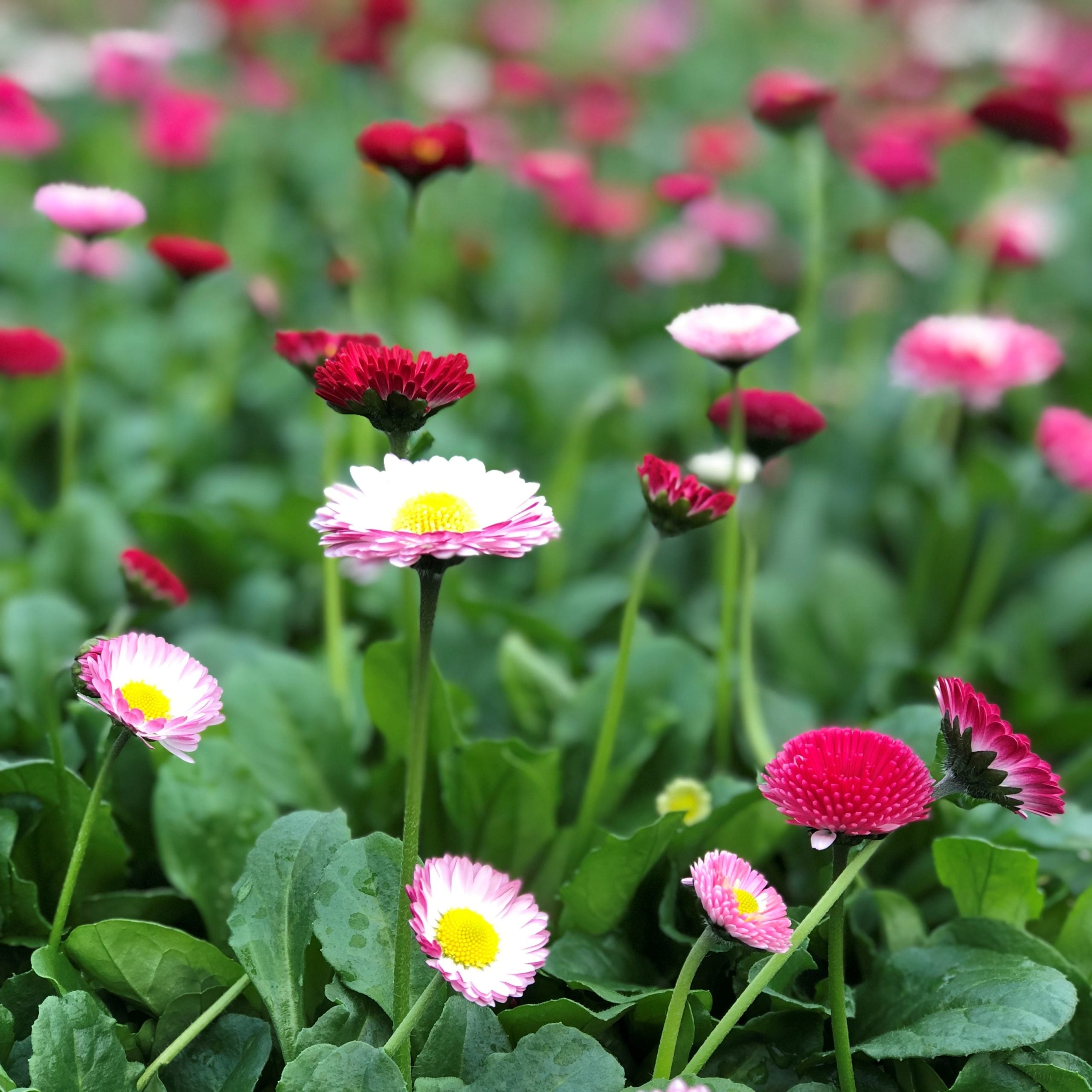 Bellis perennis 'Pomponette Mix' - English Daisy (4" Pot) - Image 2