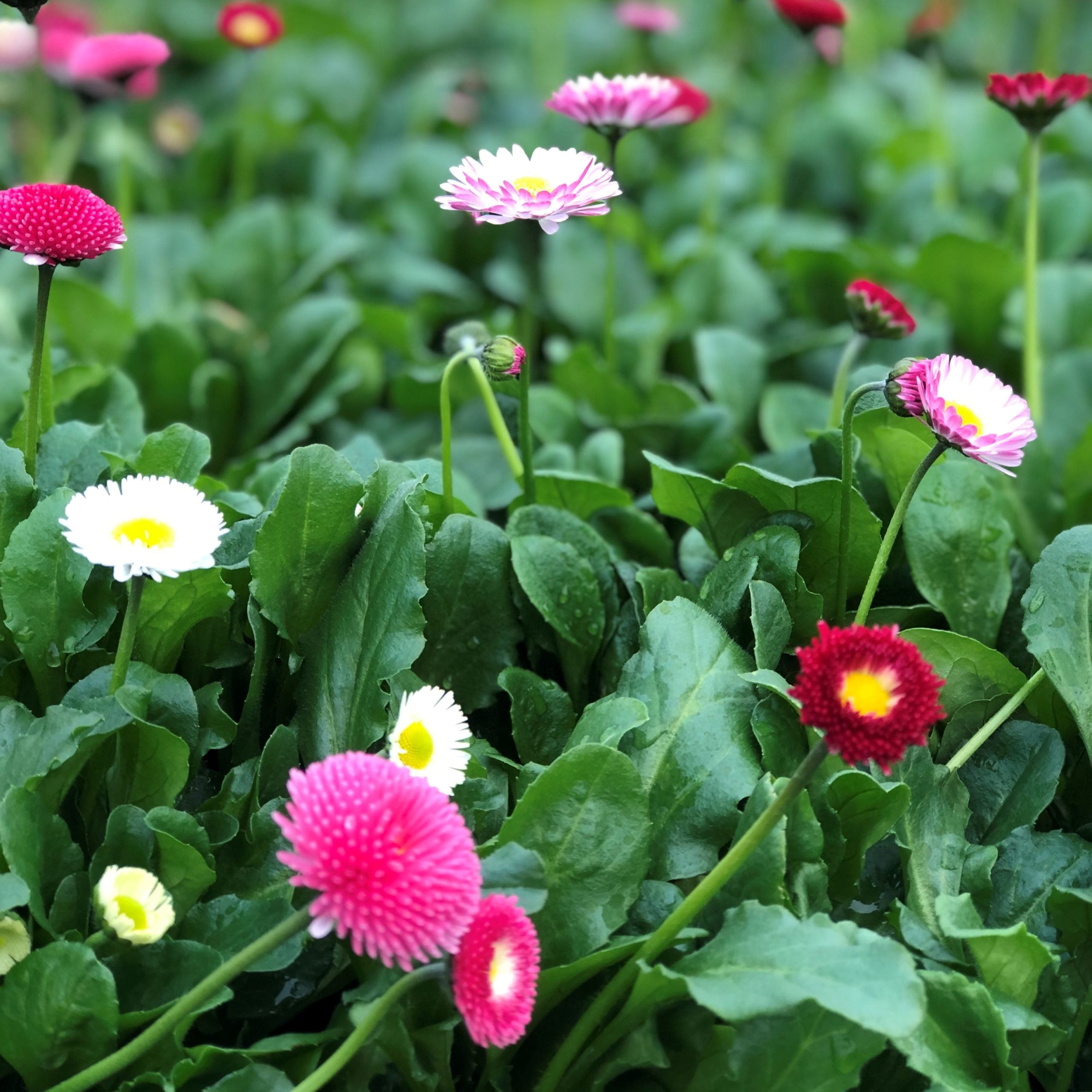 Bellis perennis 'Pomponette Mix' - English Daisy (4" Pot) - Image 3