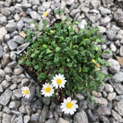 Bellium minutum - Miniature Daisy (3.5" Pot)