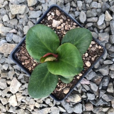 Bergenia cordifolia 'Red Beauty' - Heartleaf Bergenia (4" Pot)