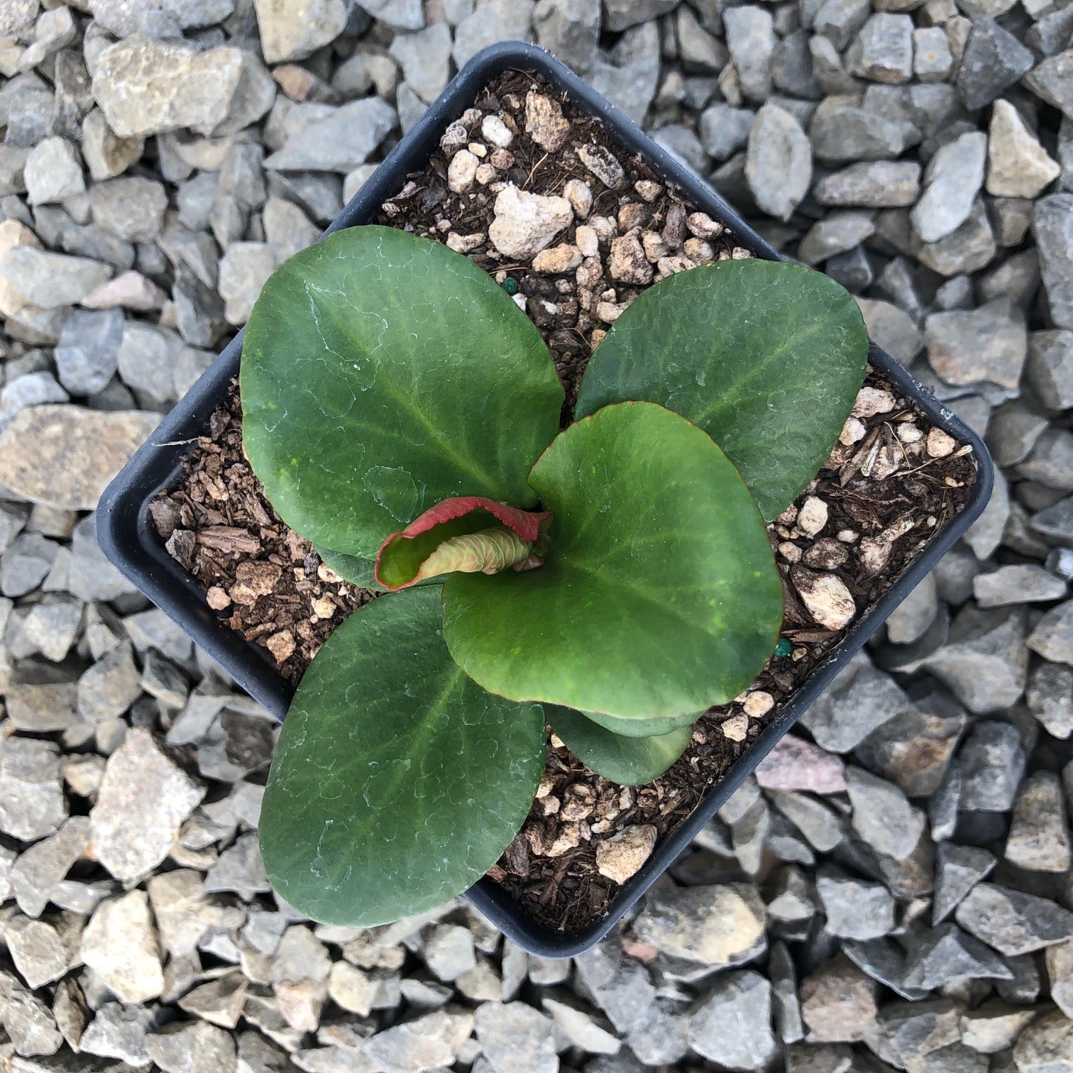 Bergenia cordifolia 'Red Beauty' - Heartleaf Bergenia (4" Pot)