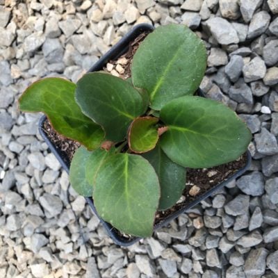 Bergenia cordifolia 'Winterglut' - Winter Glow Bergenia (4" Pot)