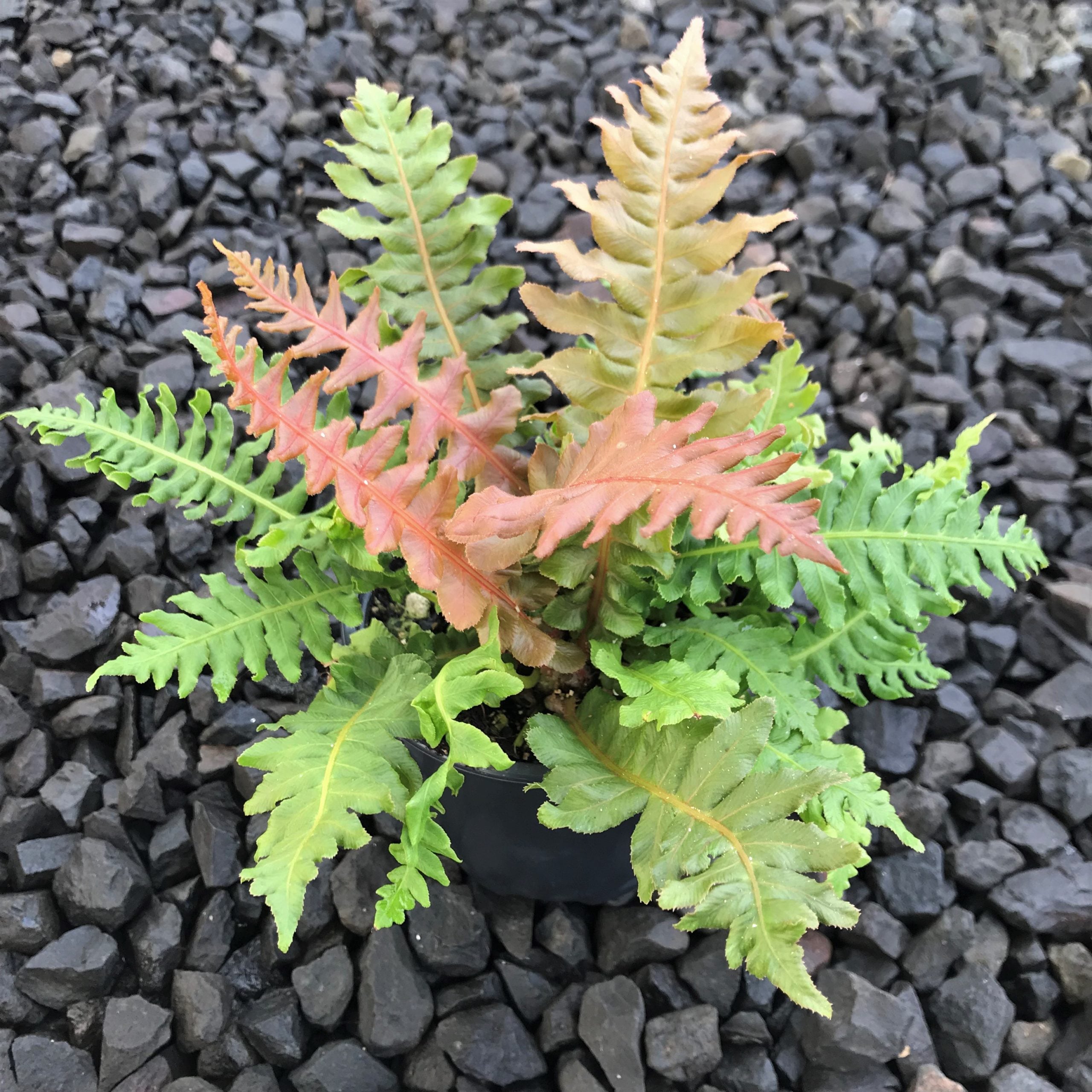 Blechnum brasiliense - Brazilian Tree Fern (4.5" Pot) - Image 3