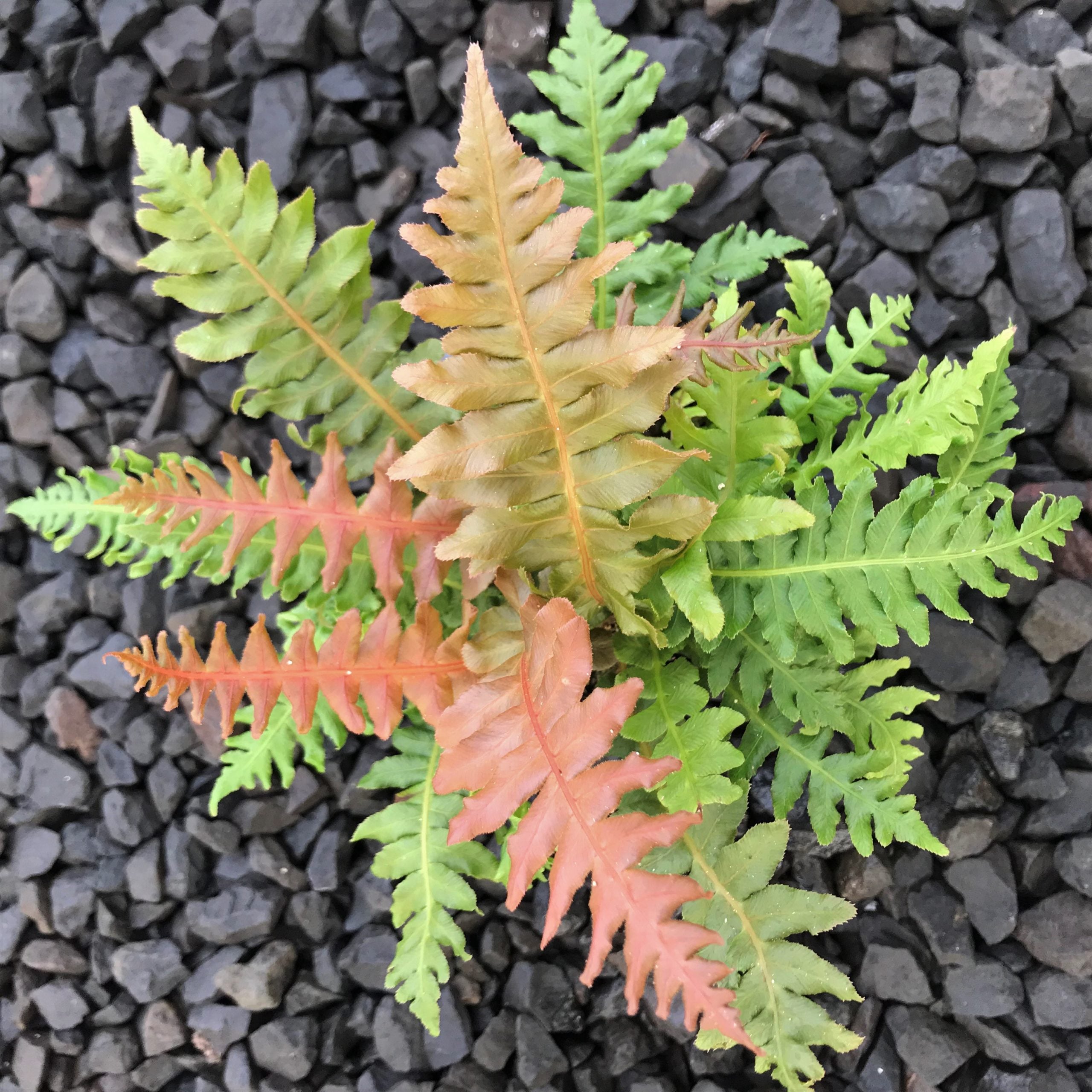 Blechnum brasiliense - Brazilian Tree Fern (4.5" Pot) - Image 2
