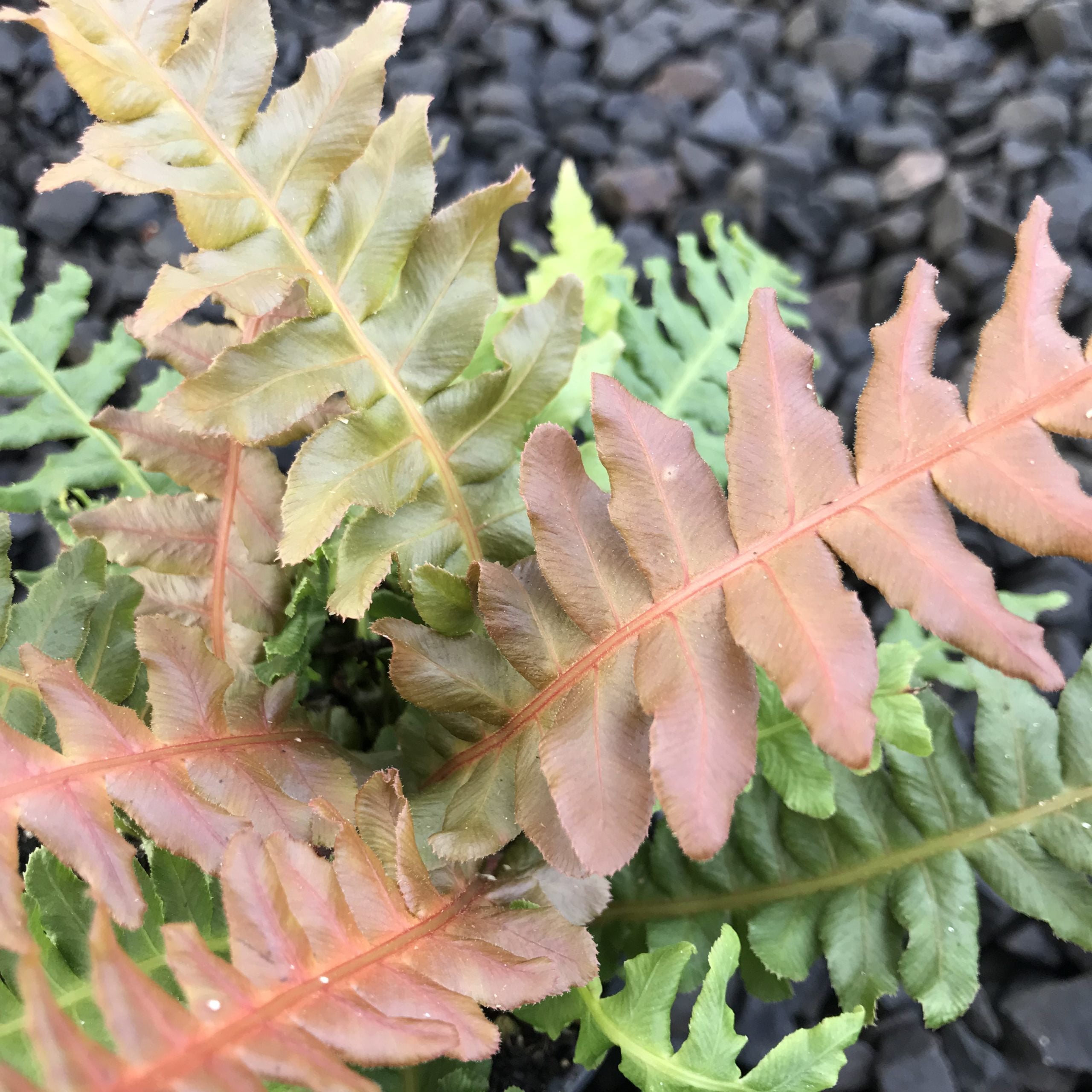 Blechnum brasiliense - Brazilian Tree Fern (4.5" Pot) - Image 4
