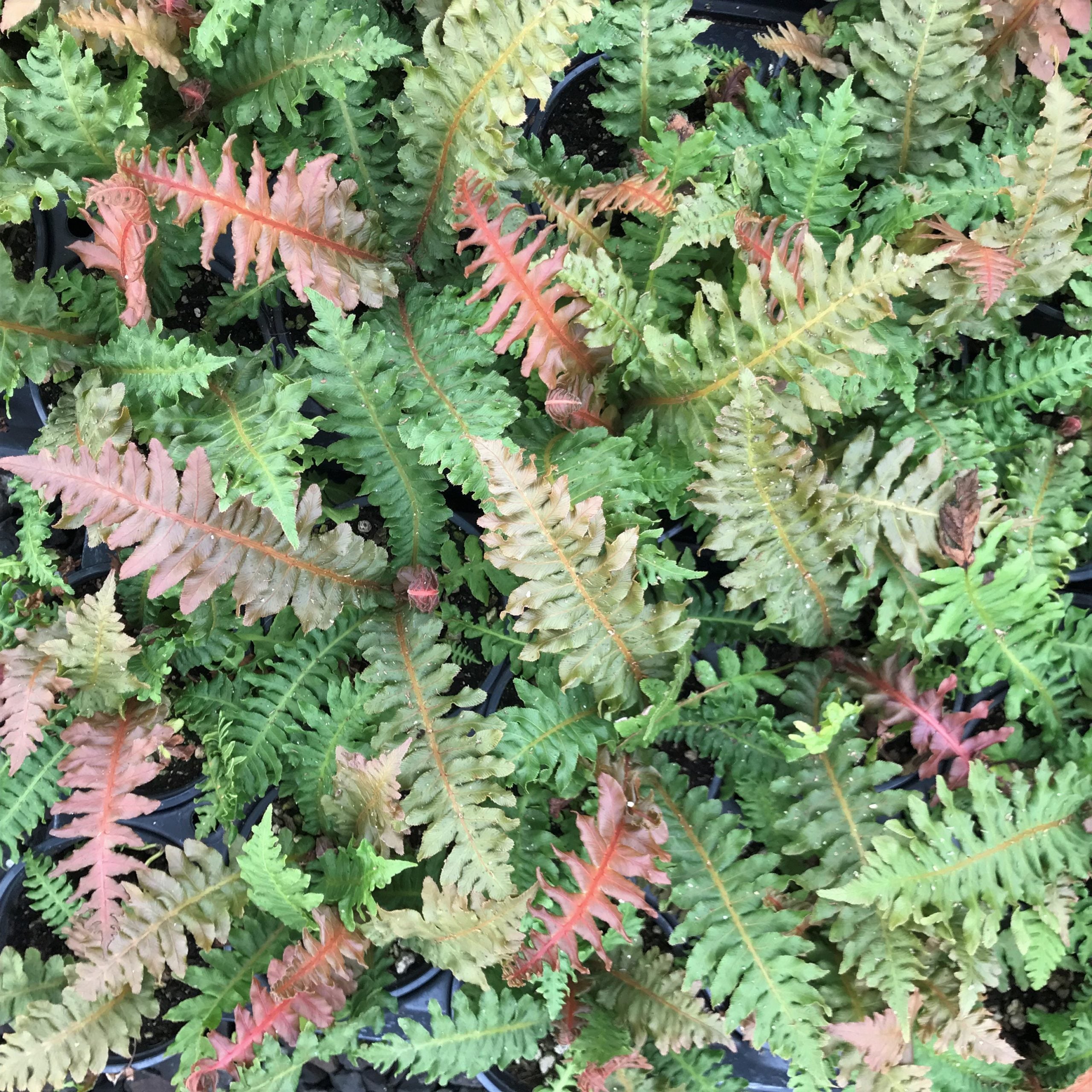 Blechnum brasiliense - Brazilian Tree Fern (4.5" Pot) - Image 5