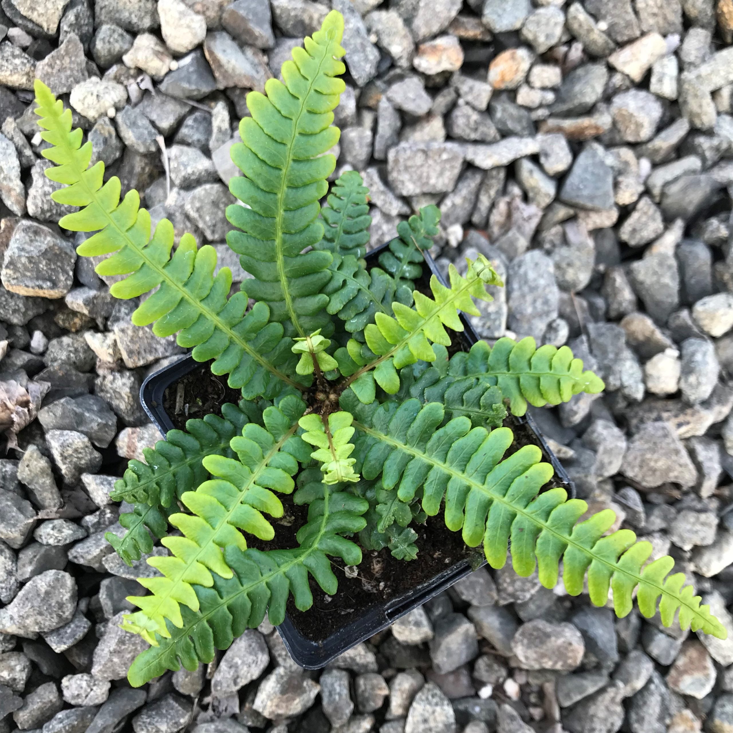 Blechnum spicant - Deer Fern (3.5" Pot) - Image 2