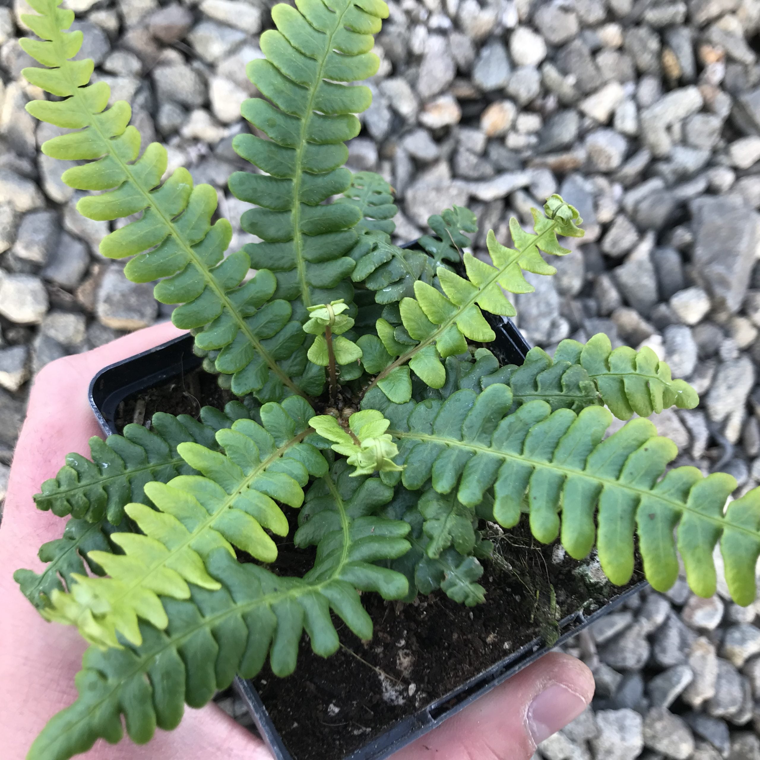 Blechnum spicant - Deer Fern (3.5" Pot) - Image 3
