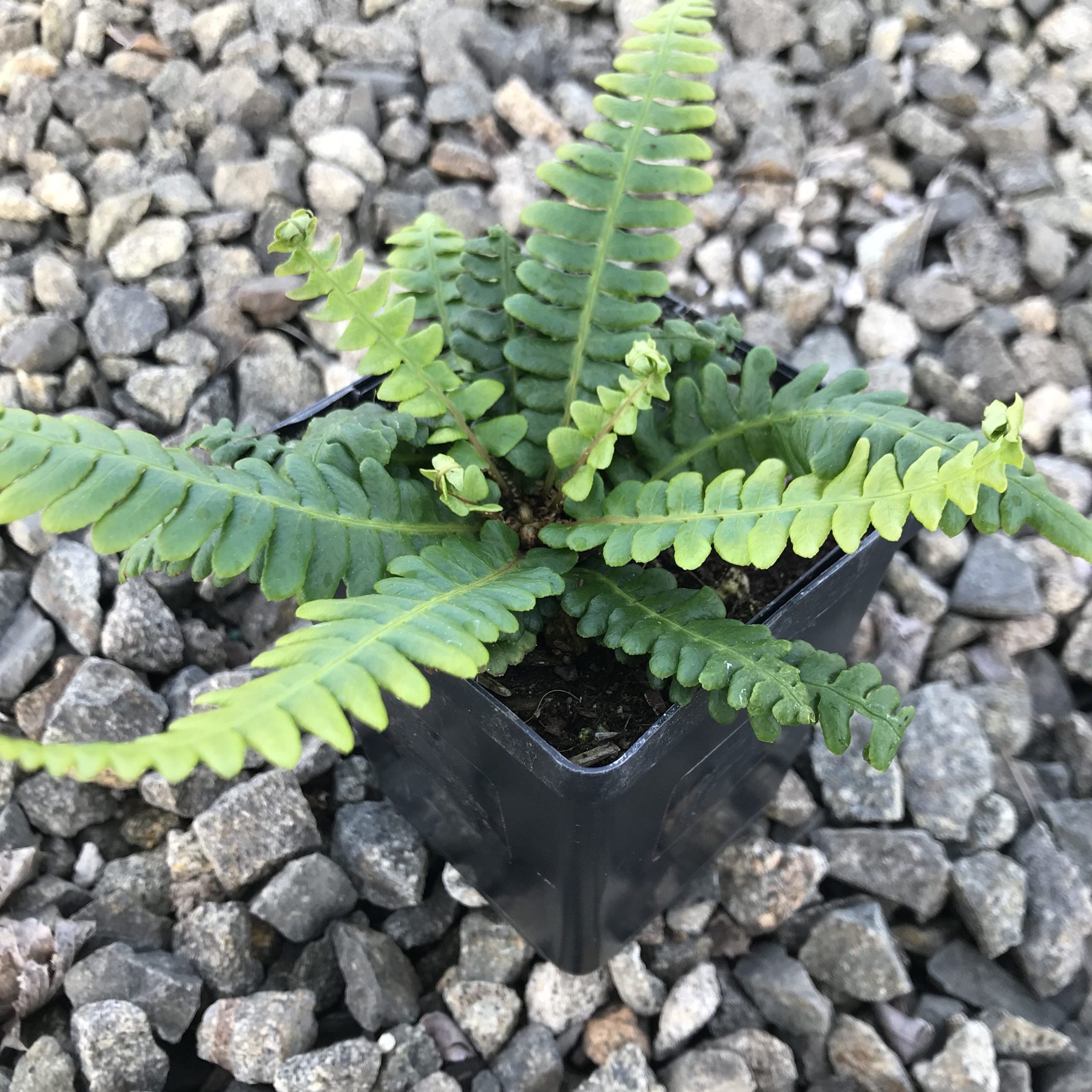 Blechnum spicant - Deer Fern (3.5" Pot) - Image 4