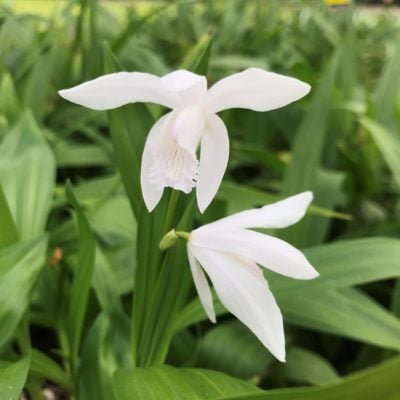Bletilla striata 'Alba' - Hardy Orchid (4.5" Pot)
