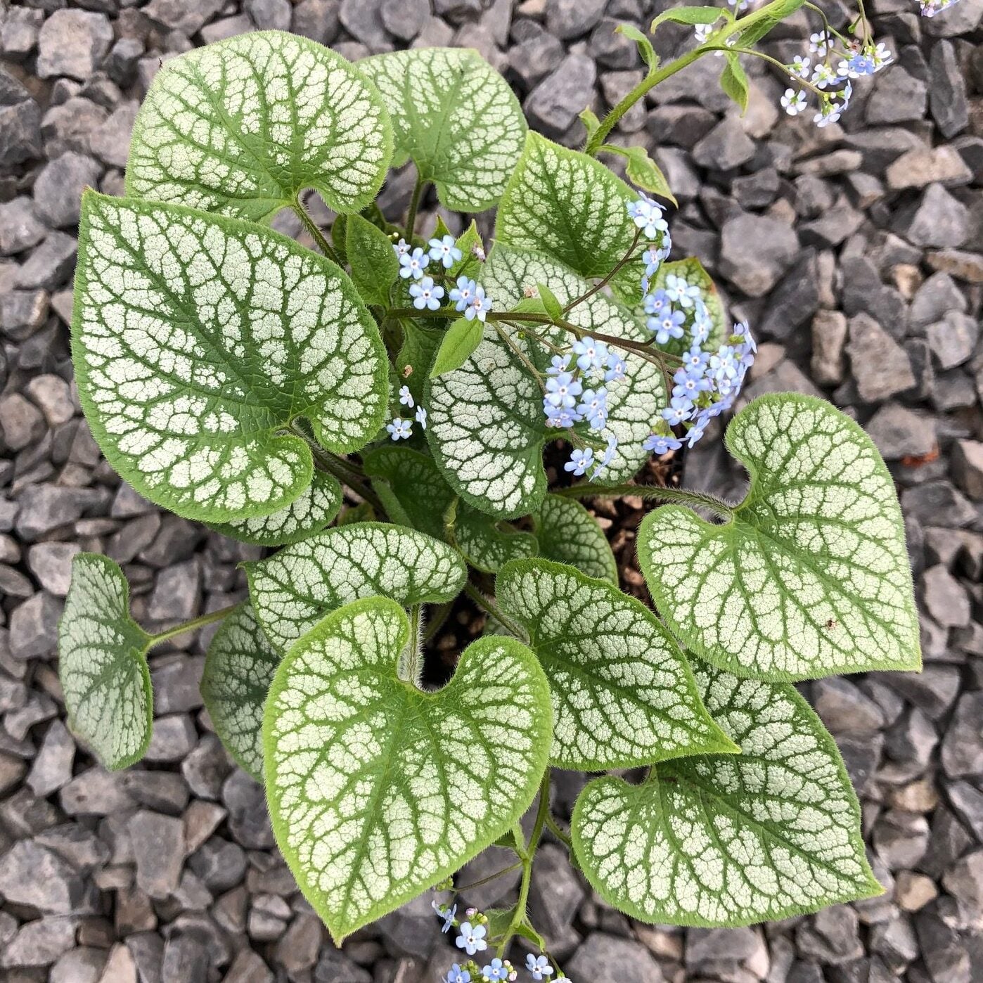Brunnera macrophylla 'Jack Frost' - Heart Leaf Bugloss (4.5" Pot) - Image 2