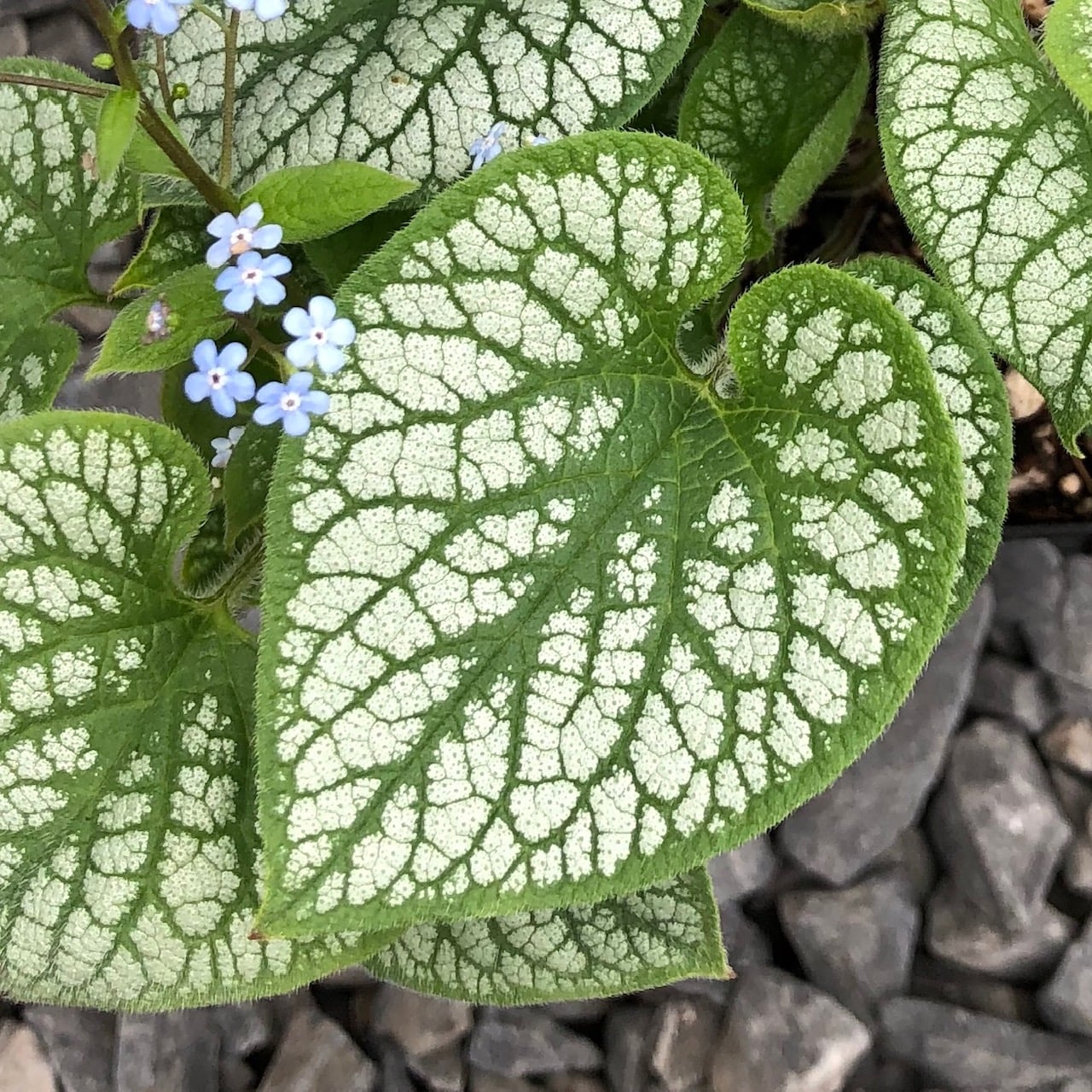 Brunnera macrophylla 'Jack Frost' - Heart Leaf Bugloss (4.5" Pot) - Image 4