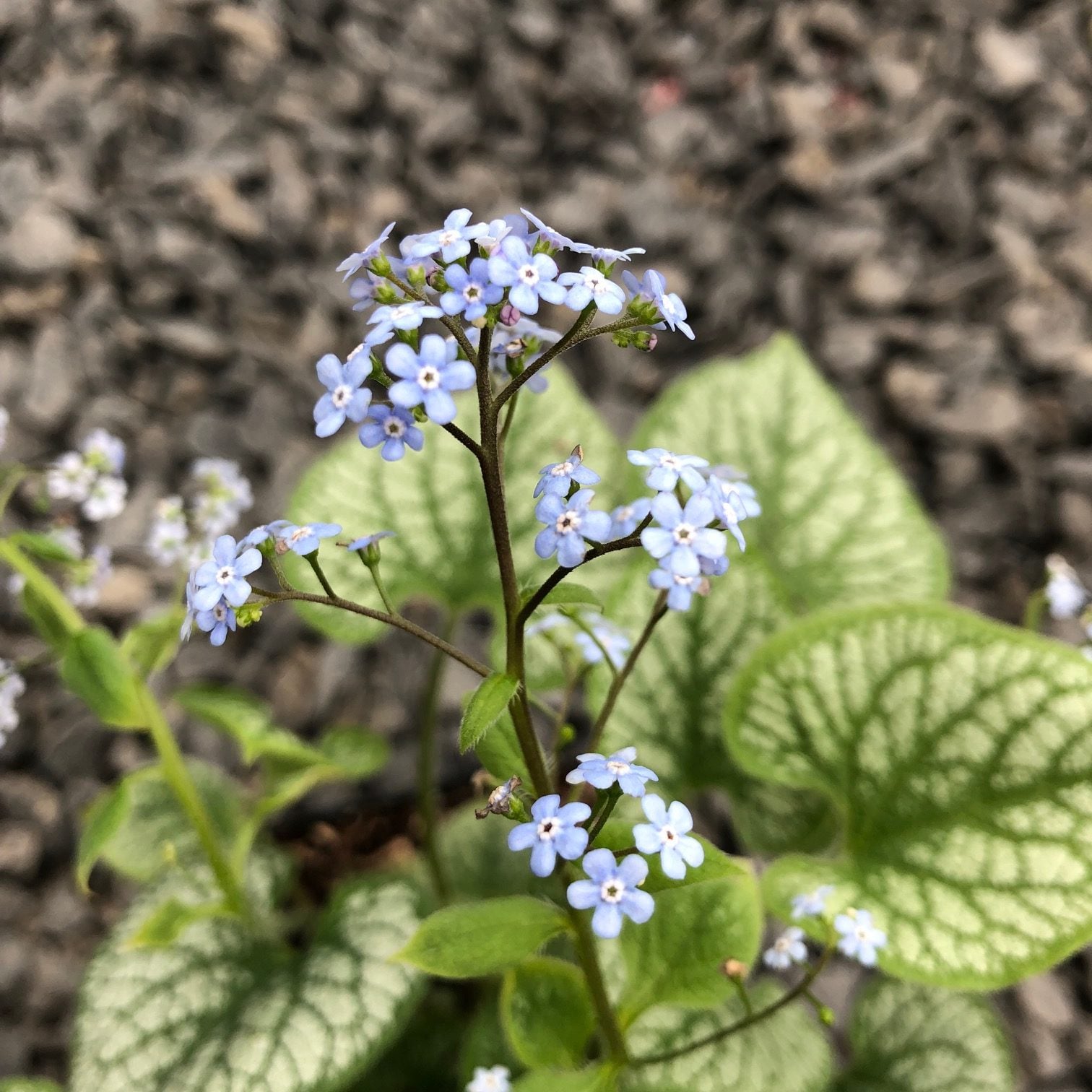 Brunnera macrophylla 'Jack Frost' - Heart Leaf Bugloss (4.5" Pot) - Image 3