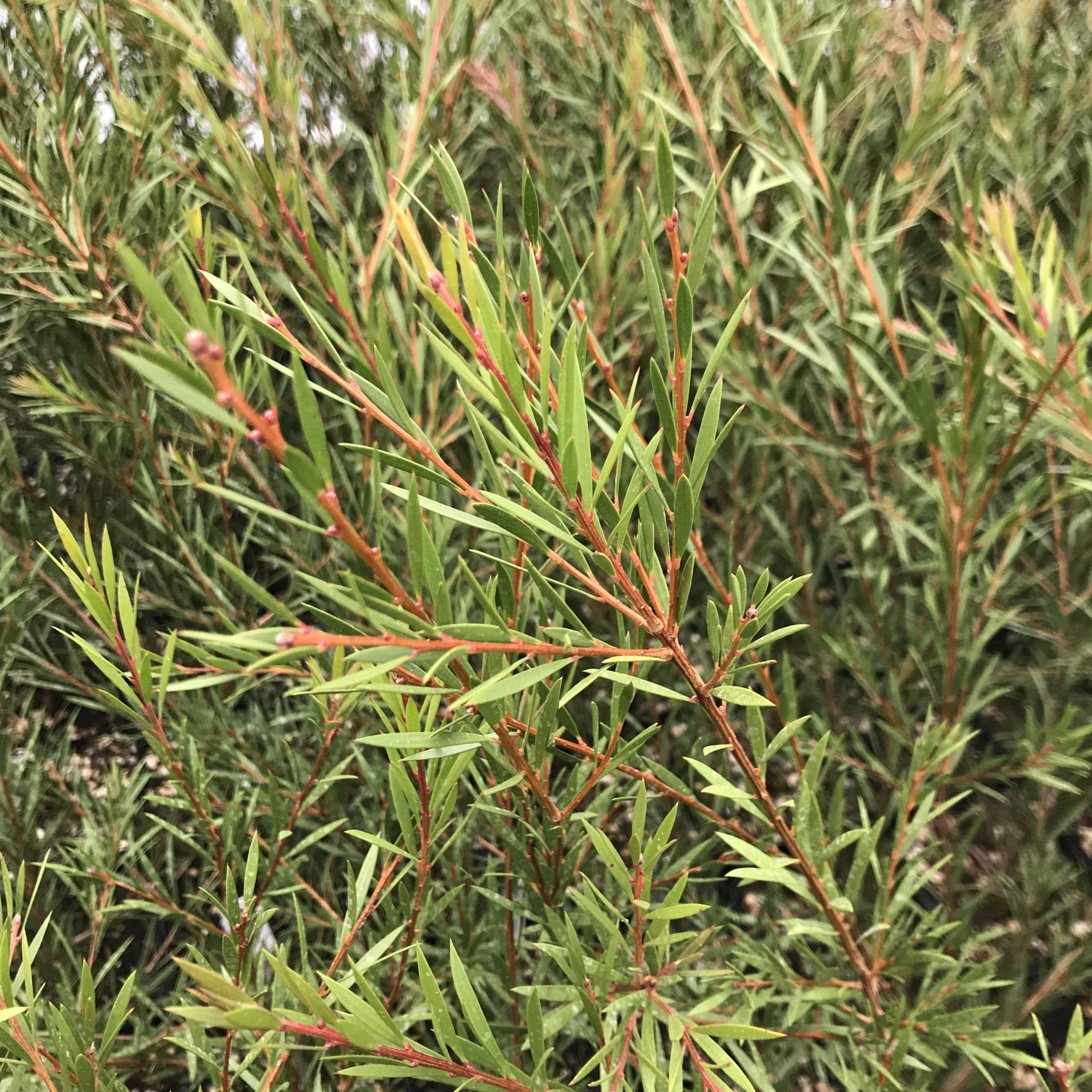 Callistemon 'Woodlander's Red' - Bottlebrush Tree (4.5" Pot) - Image 6