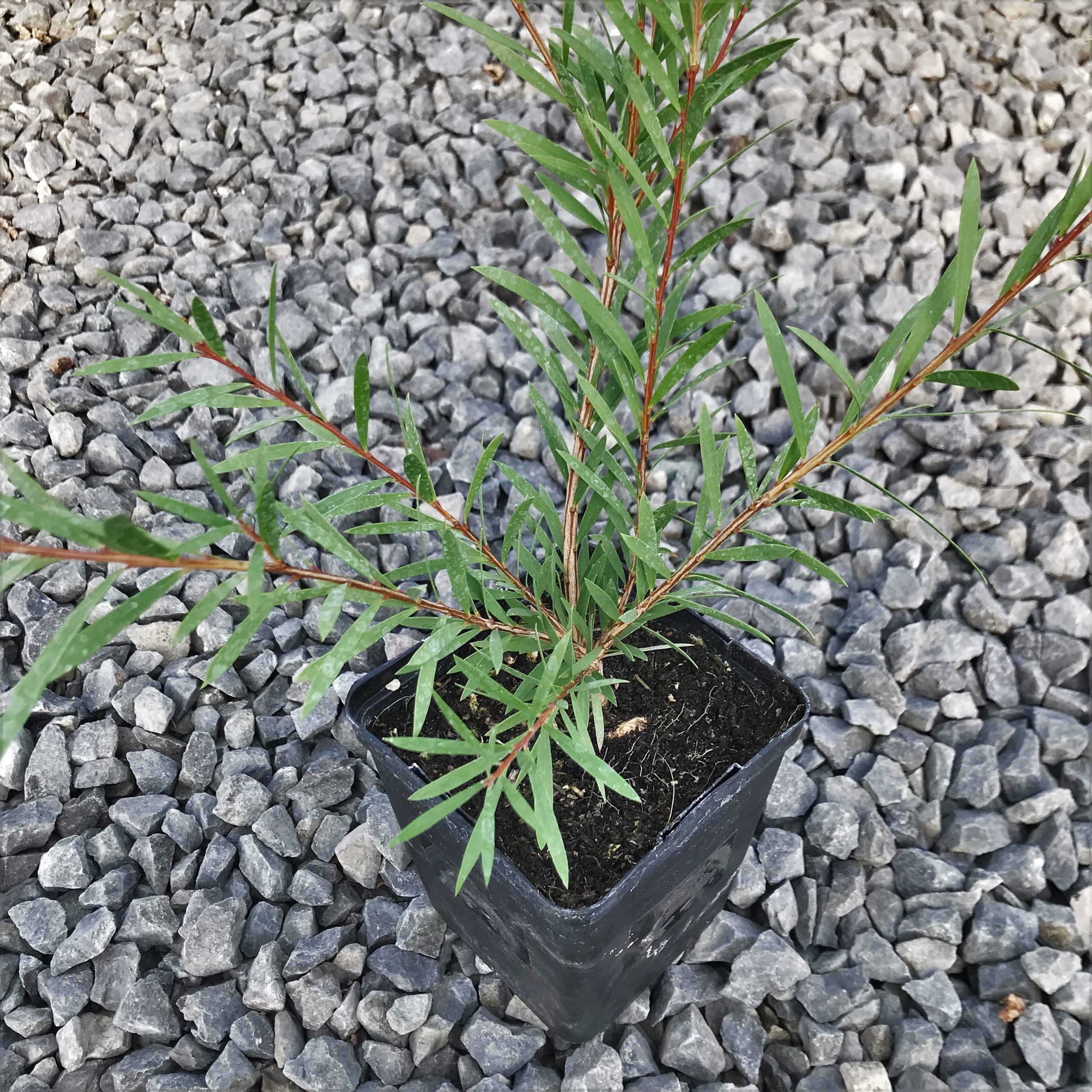 Callistemon 'Woodlander's Red' - Bottlebrush Tree (4.5" Pot) - Image 7