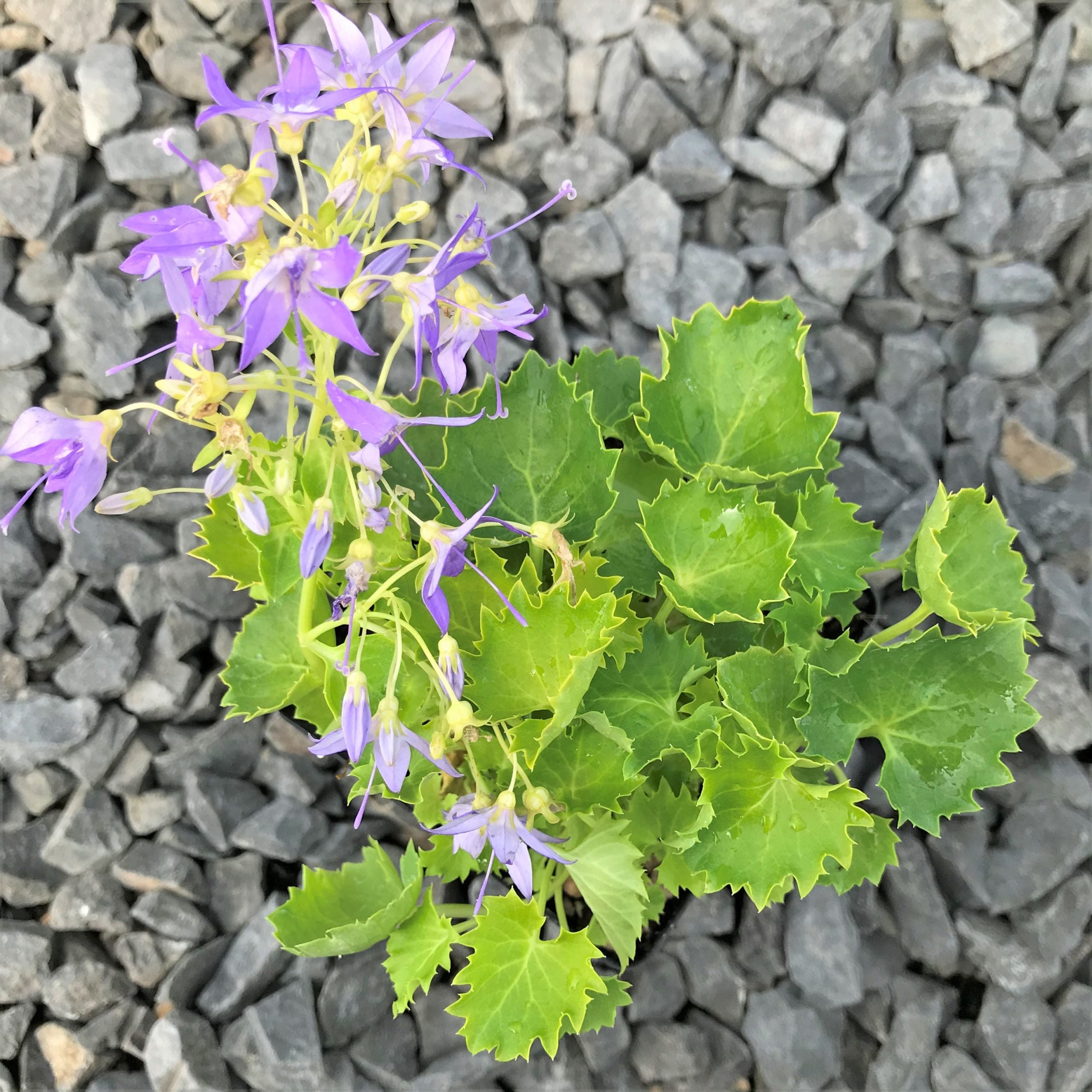 Campanula 'Dickson's Gold' - Bellflower (3.5" Pot) - Image 3