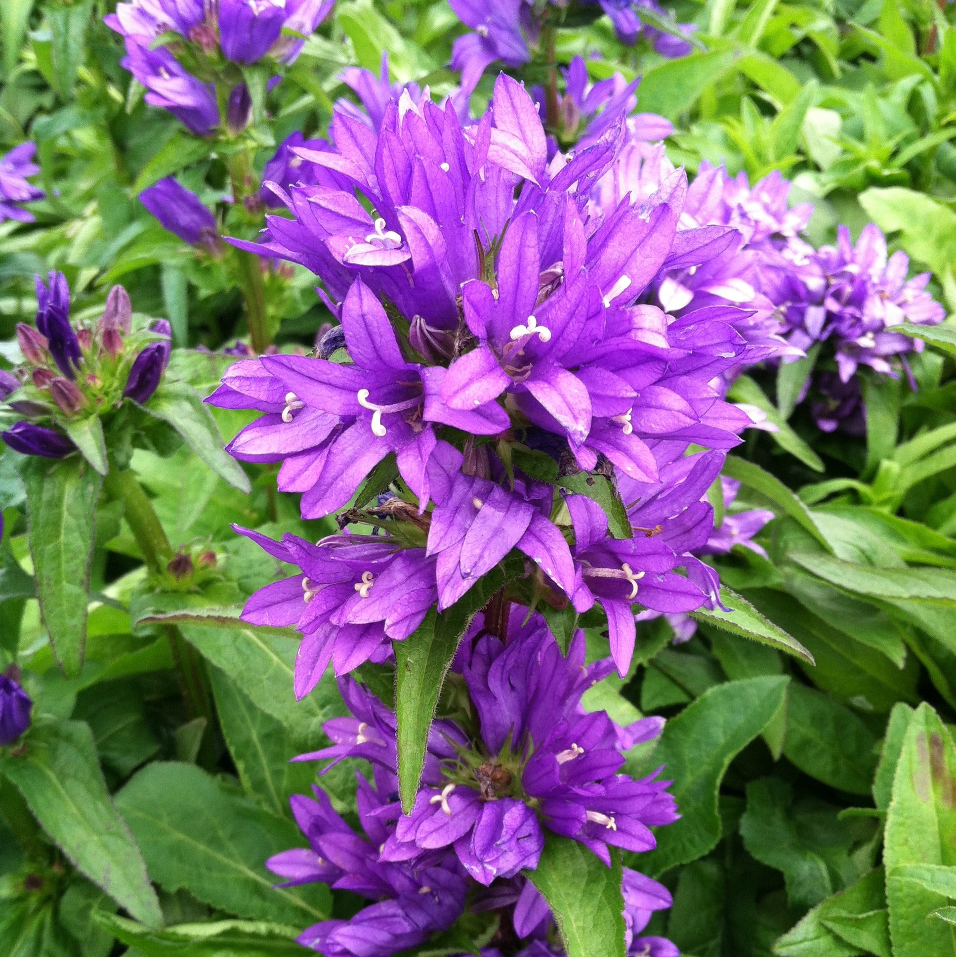 Campanula glomerata 'Bellefleur™ Blue' - Clustered Bellflower (4" Pot) - Image 2
