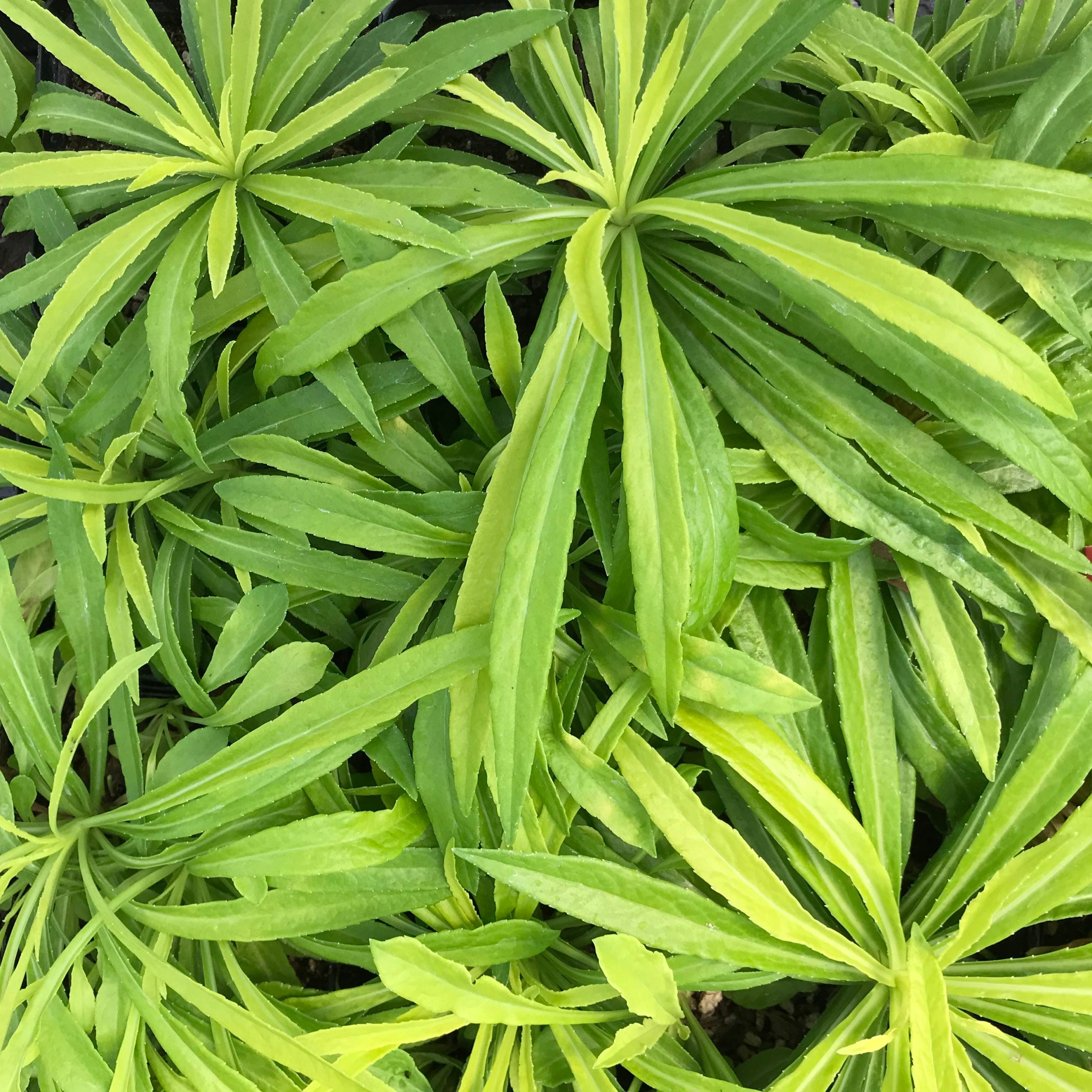 Campanula persicifolia 'Kelly's Gold' - Peachleaf Bellflower (4.5" Pot) - Image 6