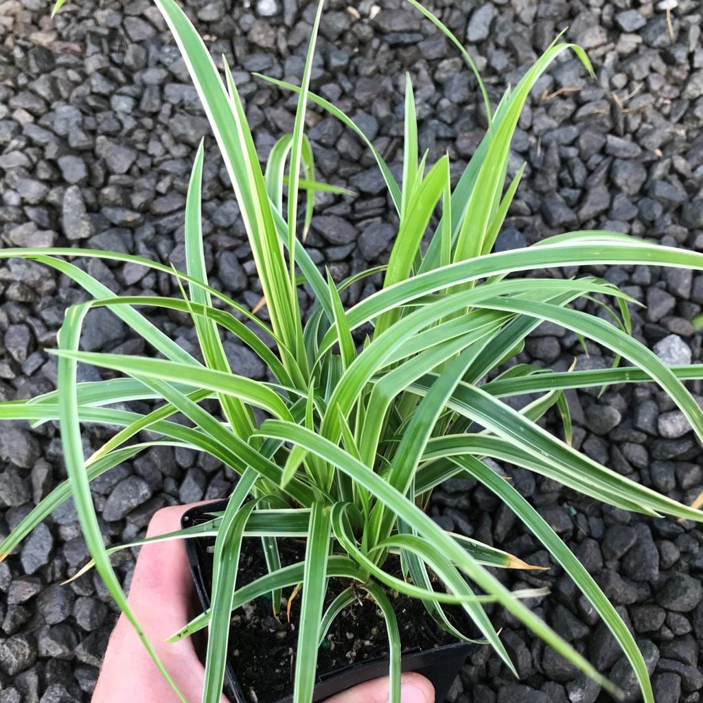 Carex morrowii 'Ice Dance' - Japanese Sedge (3.5